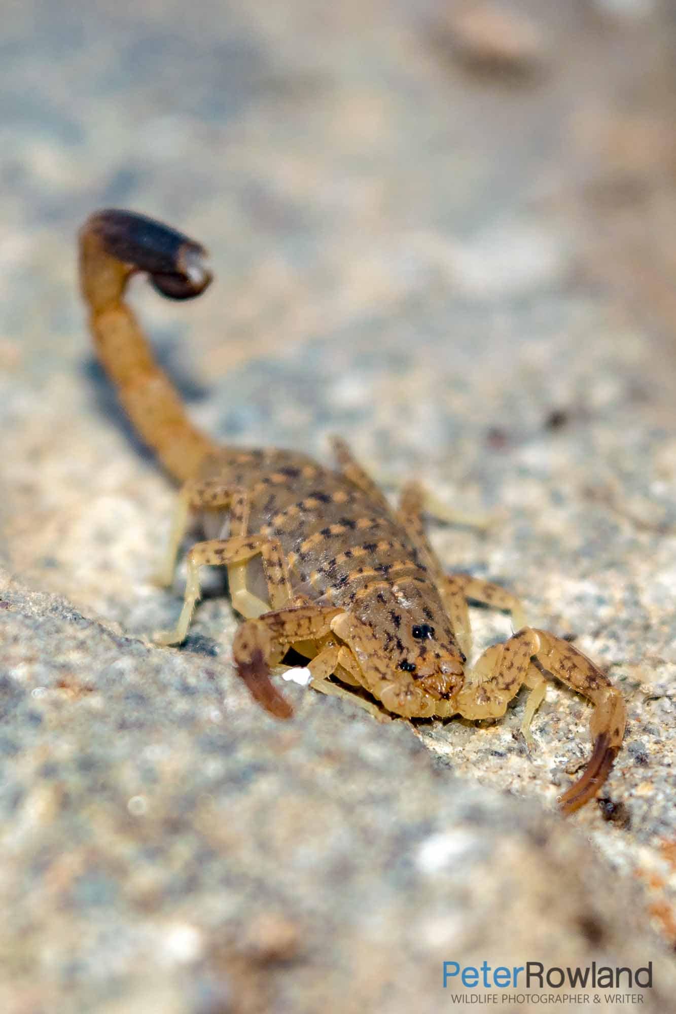 Spider-hunting Scorpion crawling over a rock in western NSW