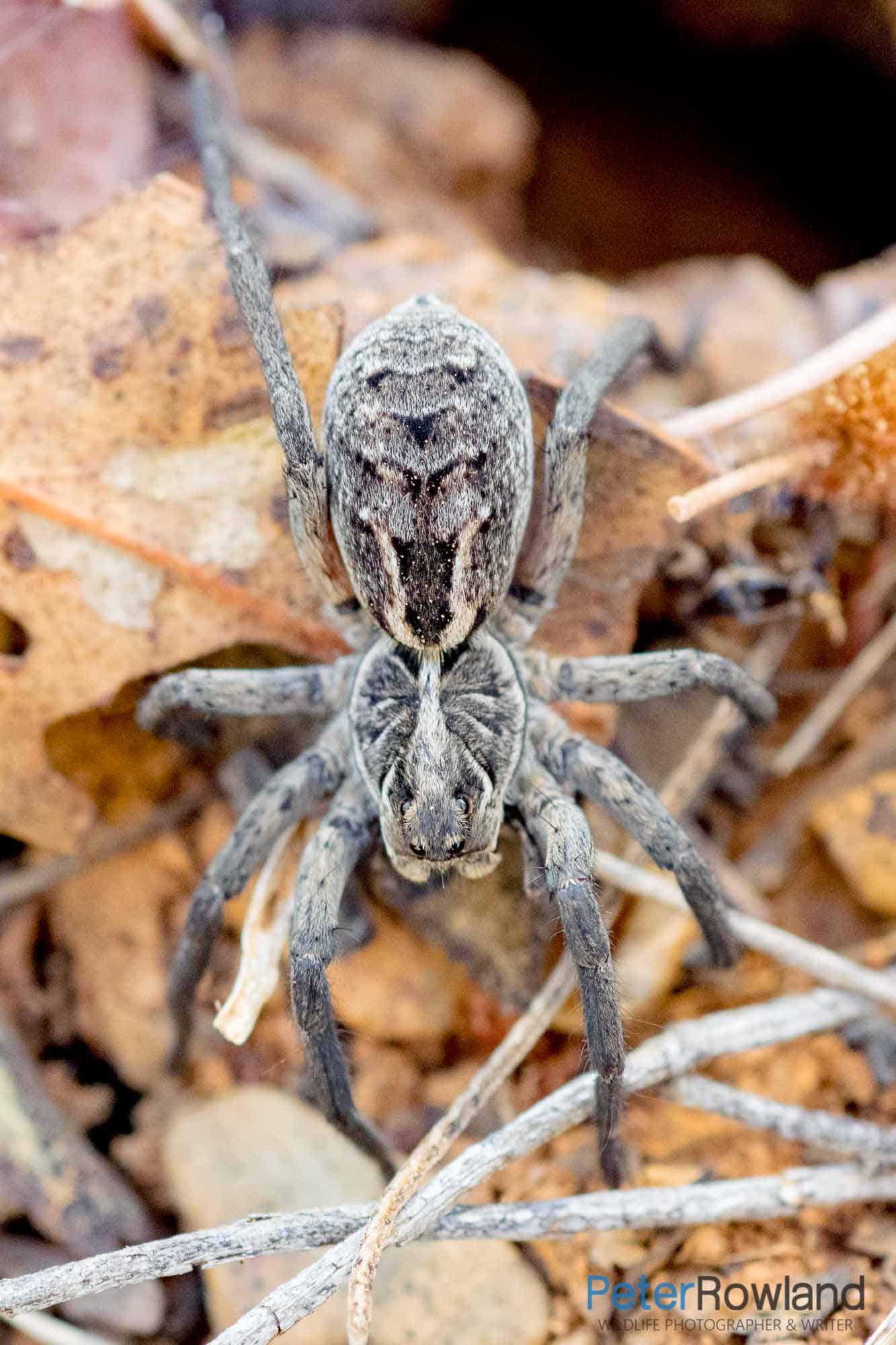 Garden Wolf Spider A Garden Wolf Spider crawling out if its burrow on the leaf covered ground