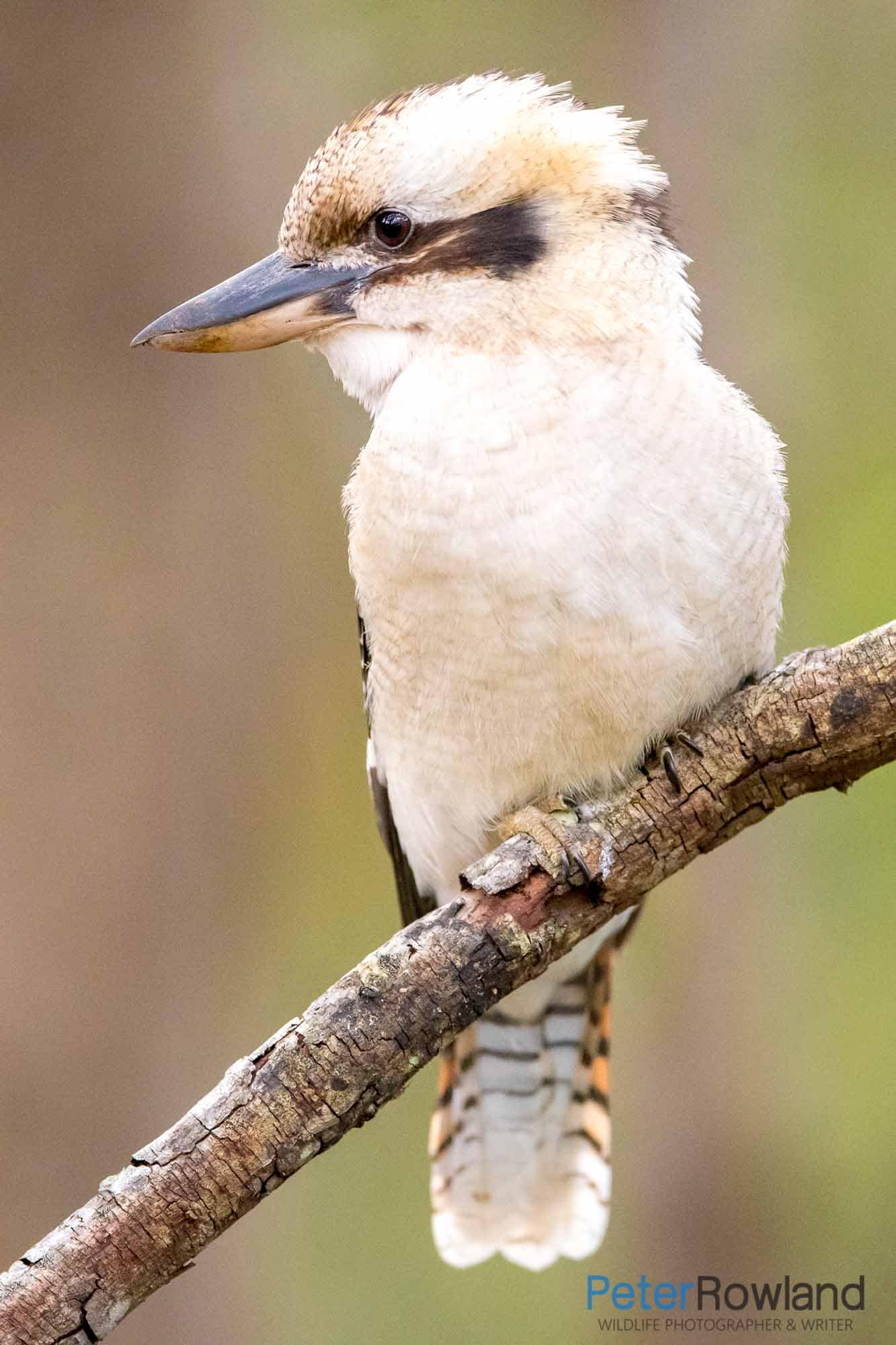 Laughing Kookaburra (Dacelo novaeguineae) perched in small diagonal tree branch