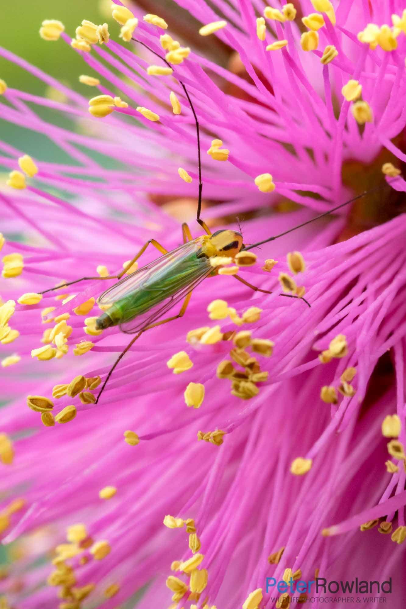 A non-biting midge feeding on flower nectar