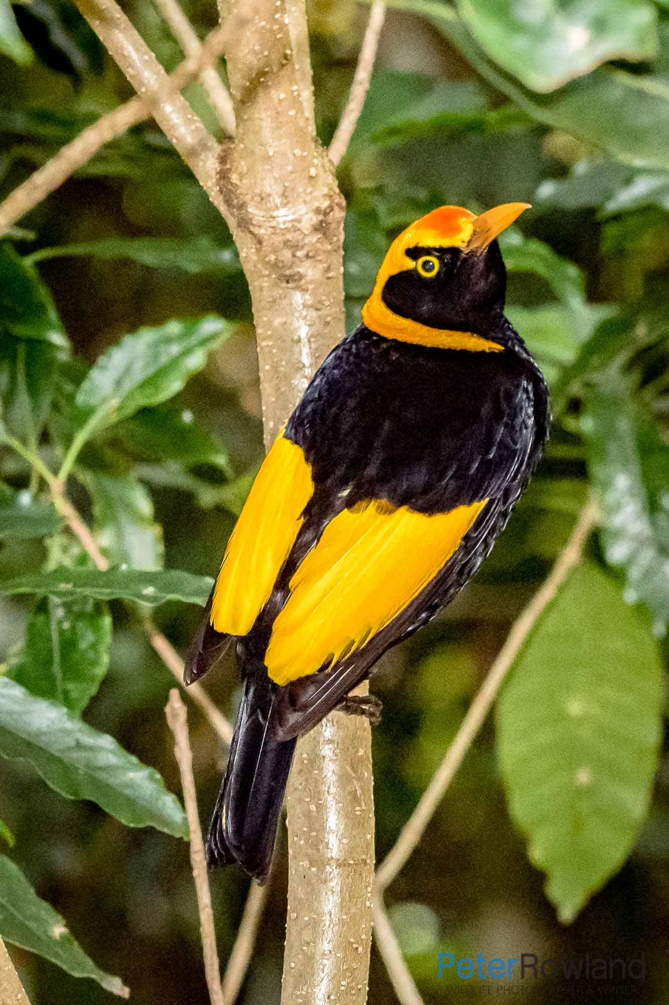 A Regent Bowerbird perched on a vertical branch
