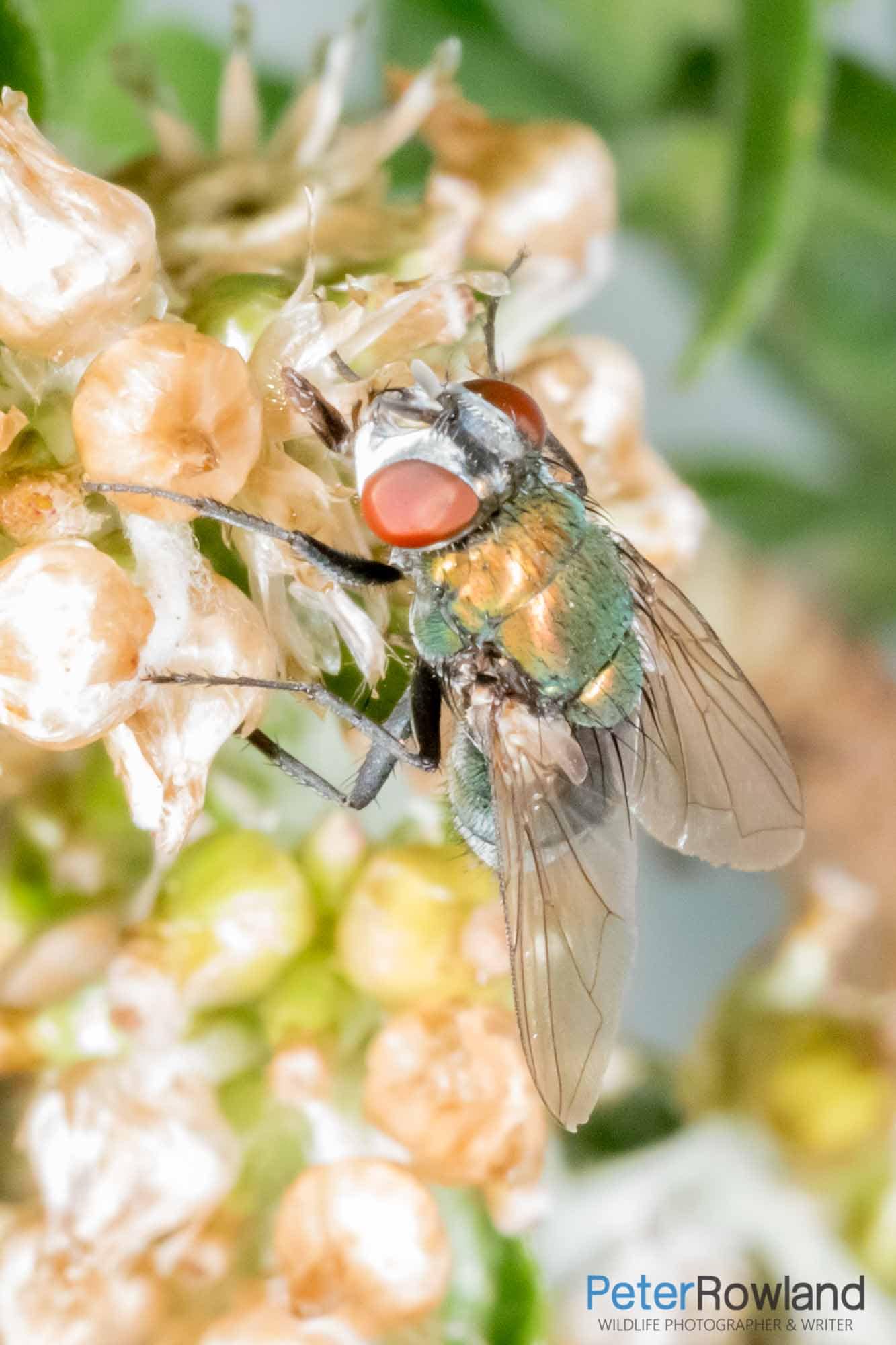 Oriental Latrine Fly An Oriental Latrine Fly feeding on flowers