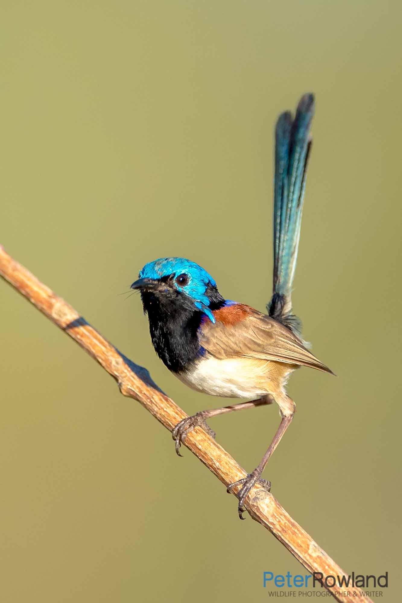 A Purple-backed Fairywren (Malurus assimilis) on a thin branch. [Photographed by Peter Rowland]