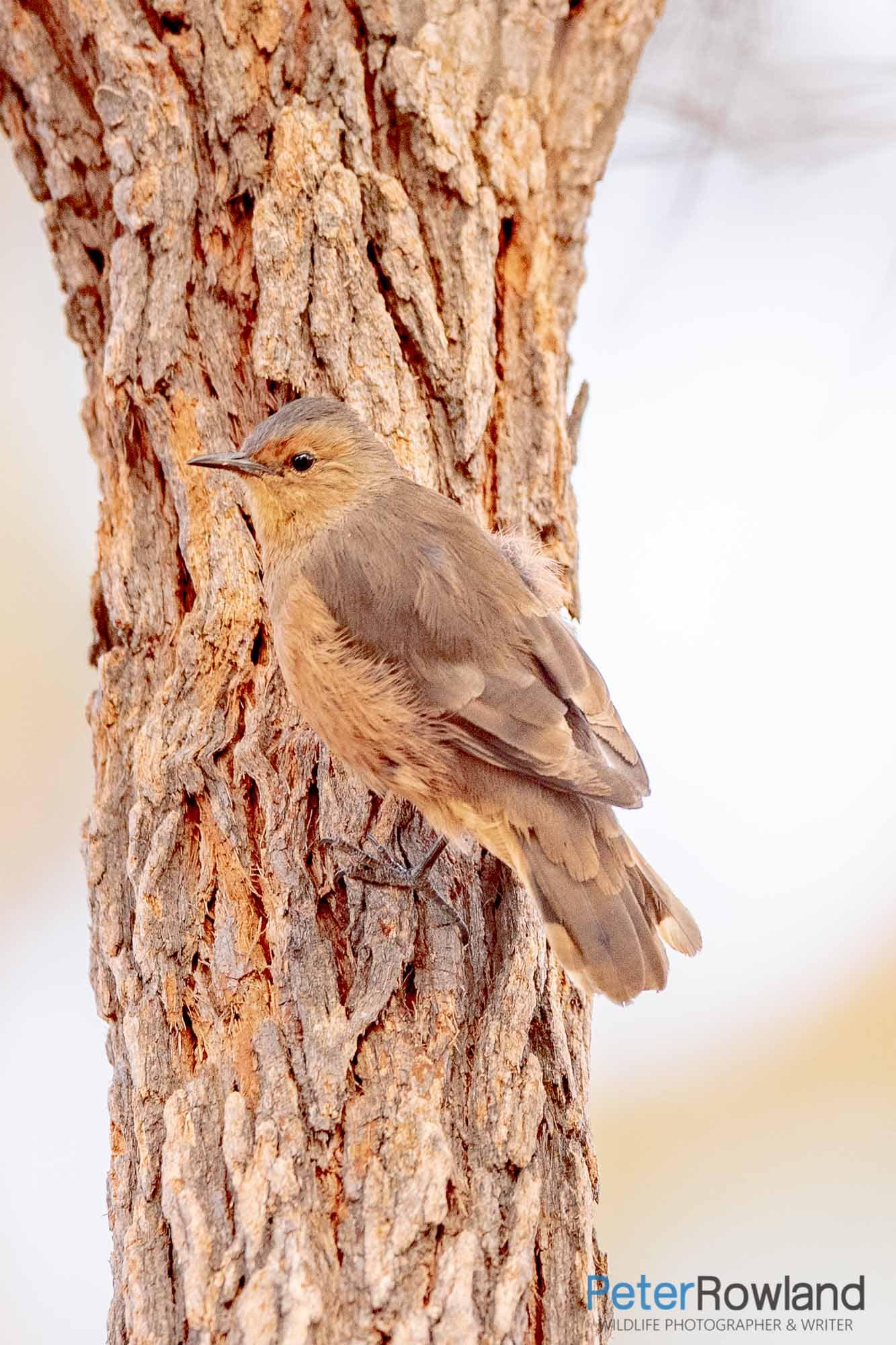 Rufous Treecreeper climbing a vertical tree trunk