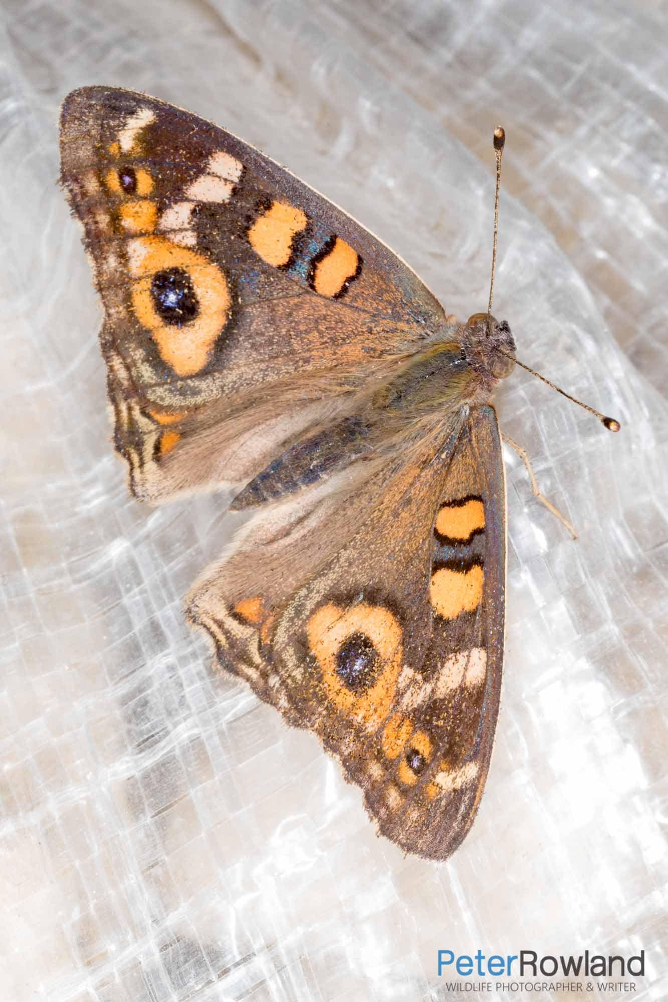 Meadow Argus (Junonia villida) perched on a white bag. [Photographed by Peter Rowland]