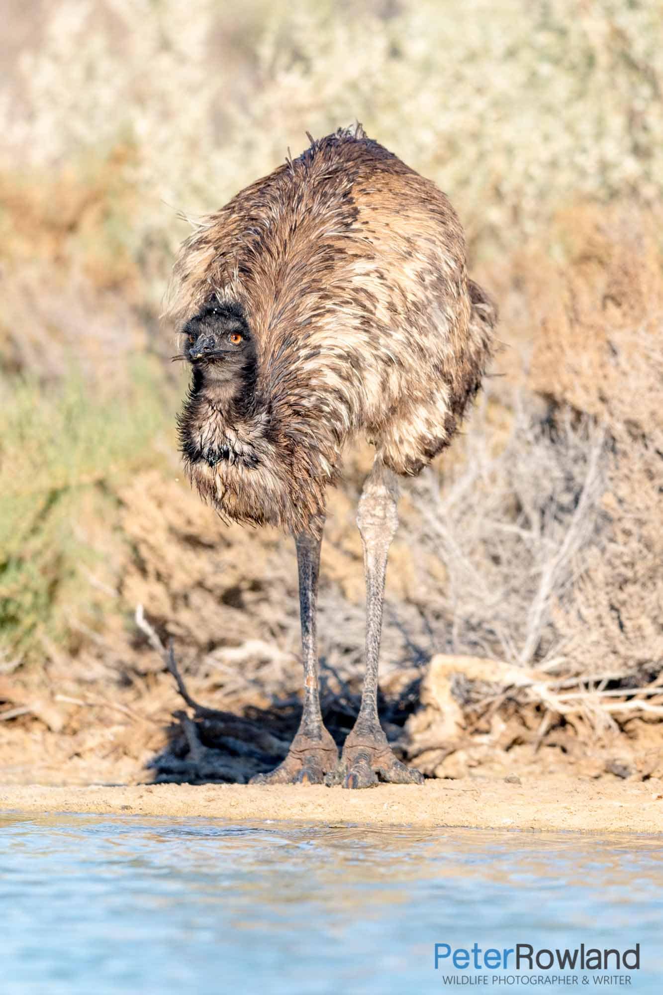 An Emu stopping by a waterhole to get a drink