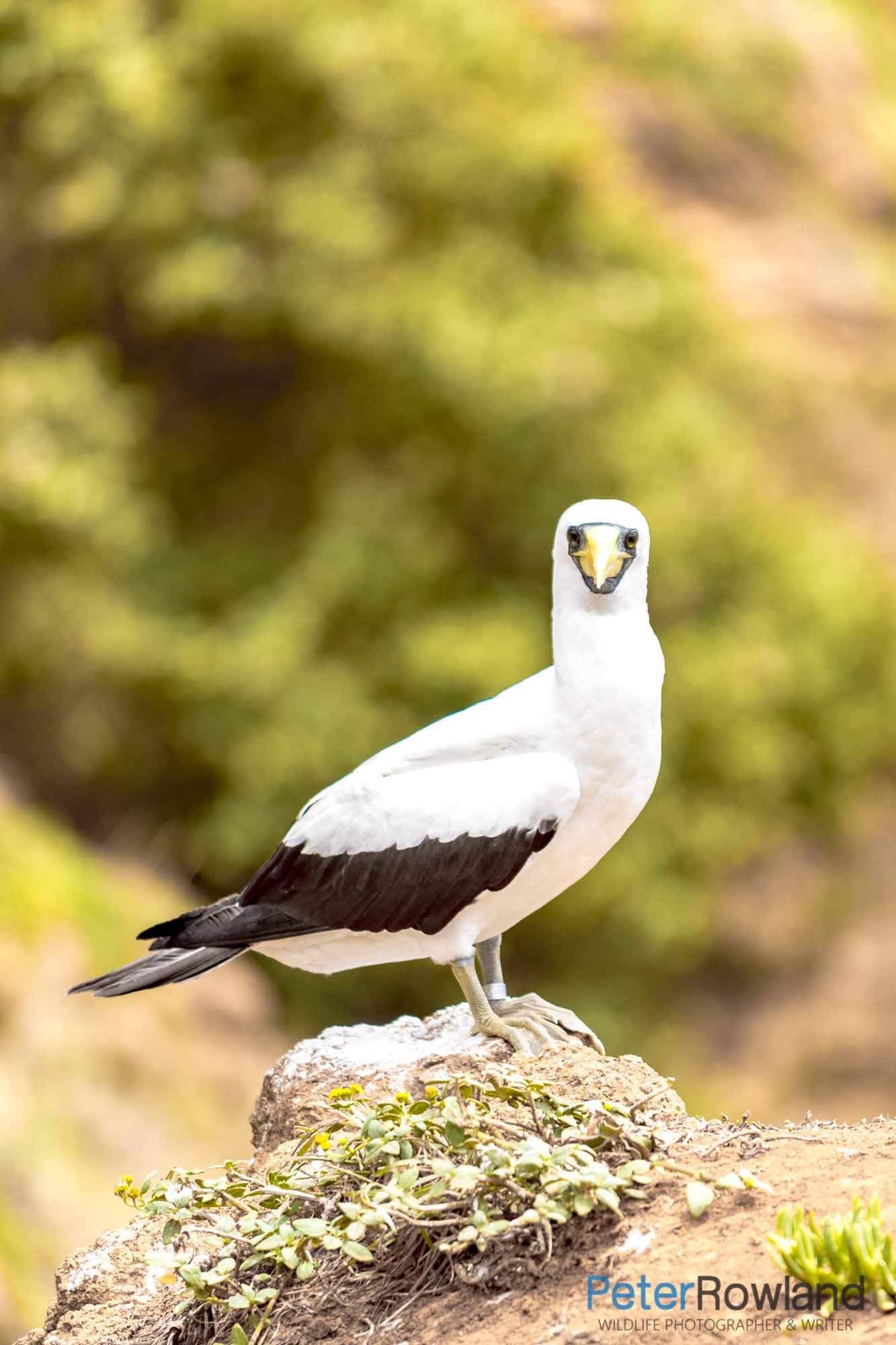 A Masked Booby standing on a rock at the edge of a cliff with green shrubs in the background. [Photographed by Thomas Rowland]
