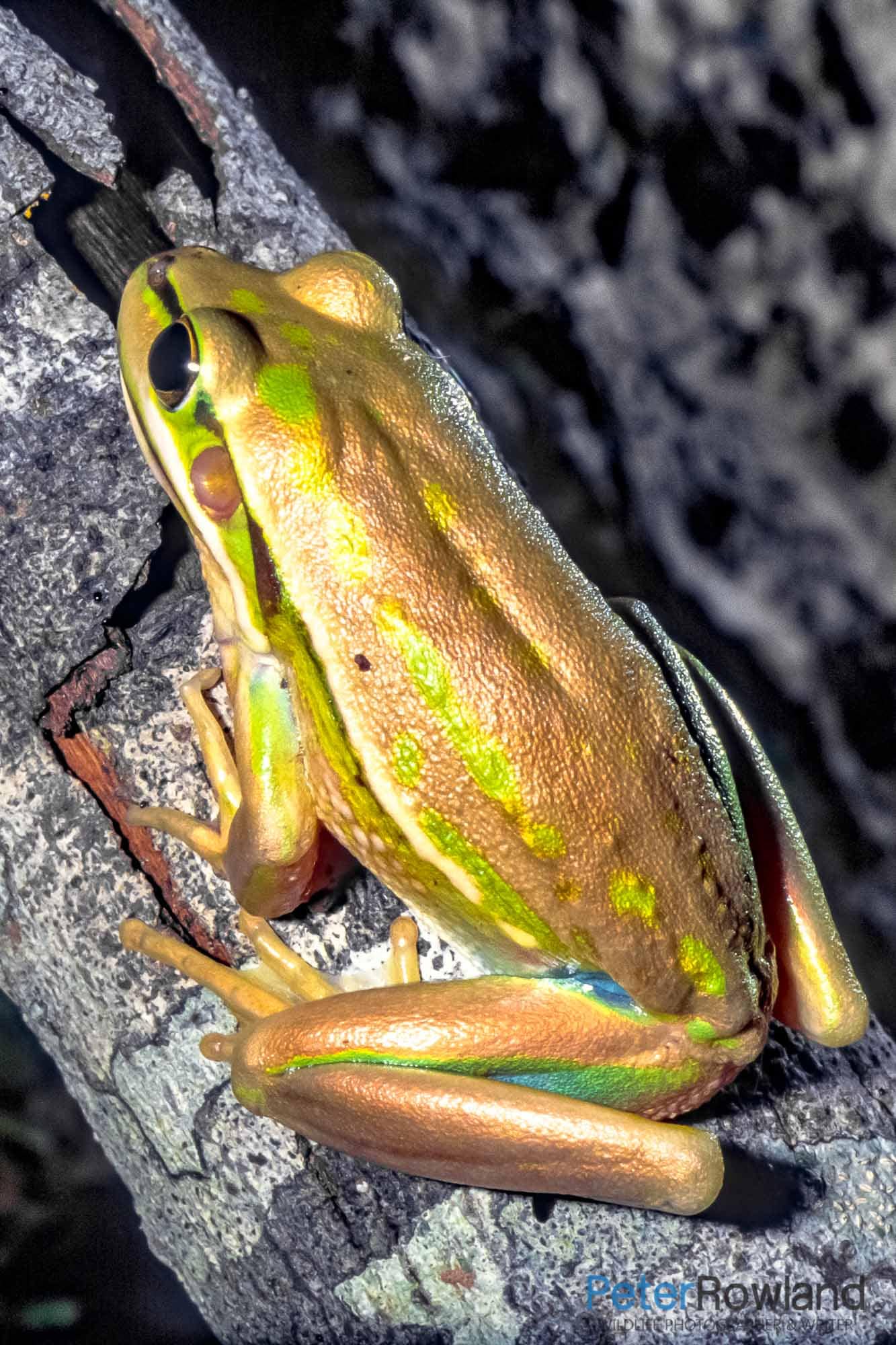 A Green and Golden Bell Frog on a tree branch
