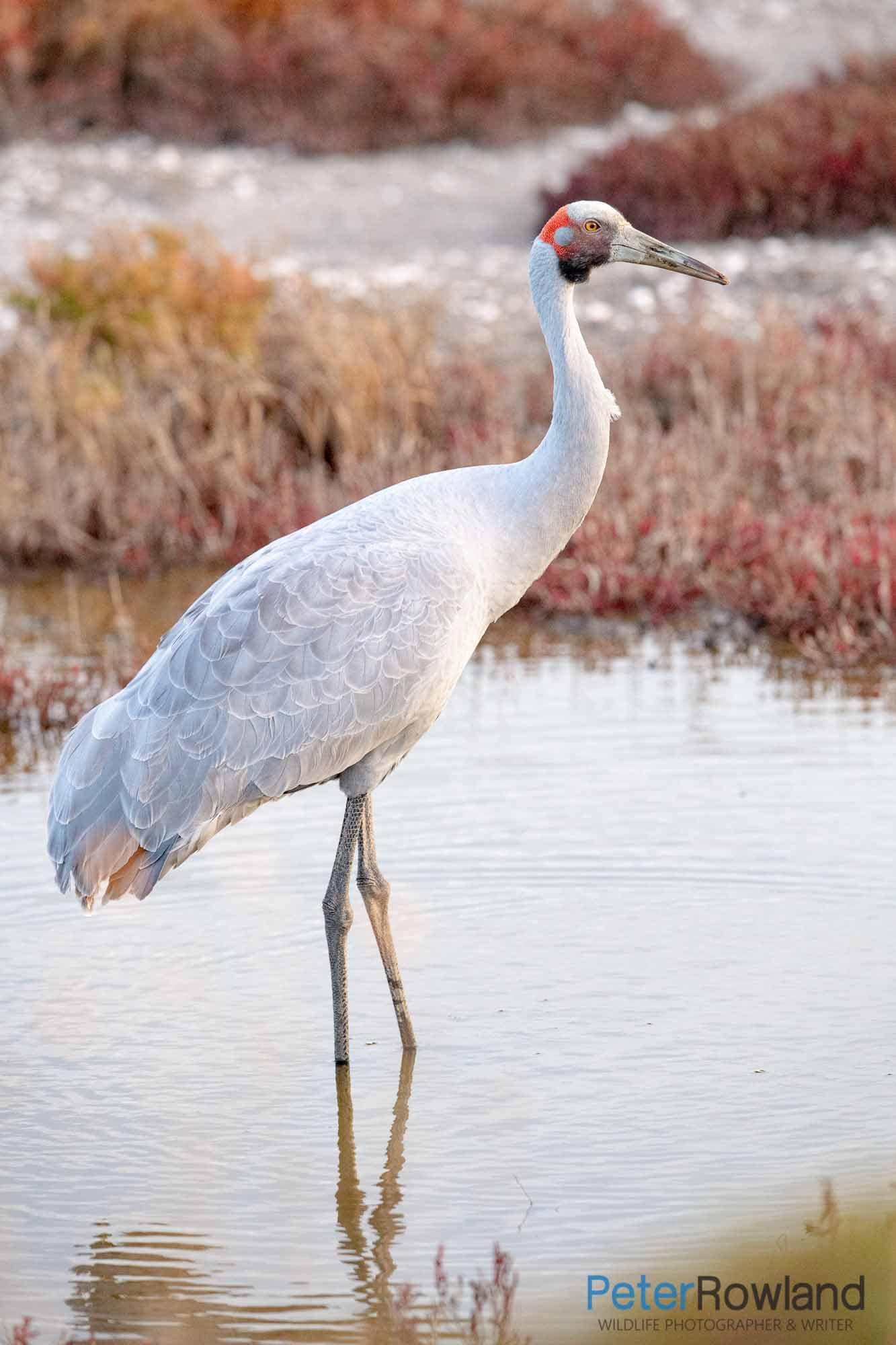 A Brolga standing in a wetland