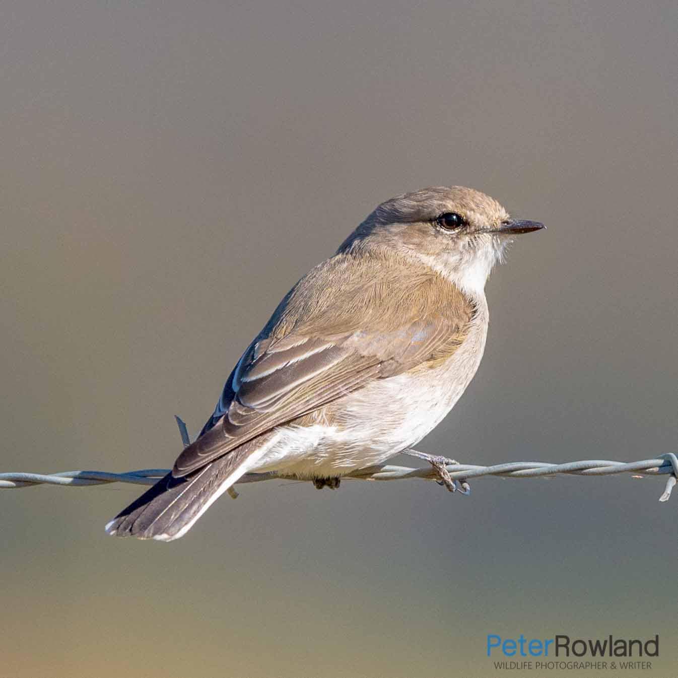 Jacky Winter (Microeca fascinans) perched on barbed wire fence