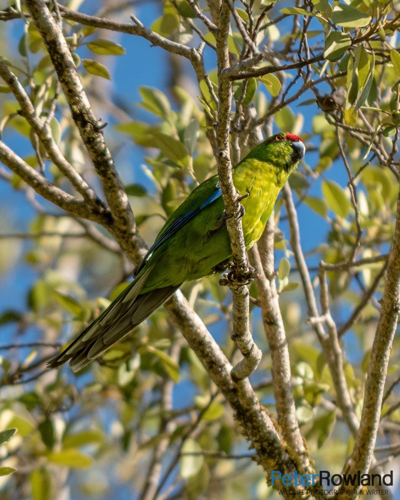A Norfolk ISland Green Parrot