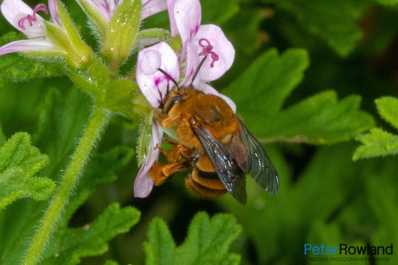 Teddy Bear Bee foraging for nectar on a Citronella bush