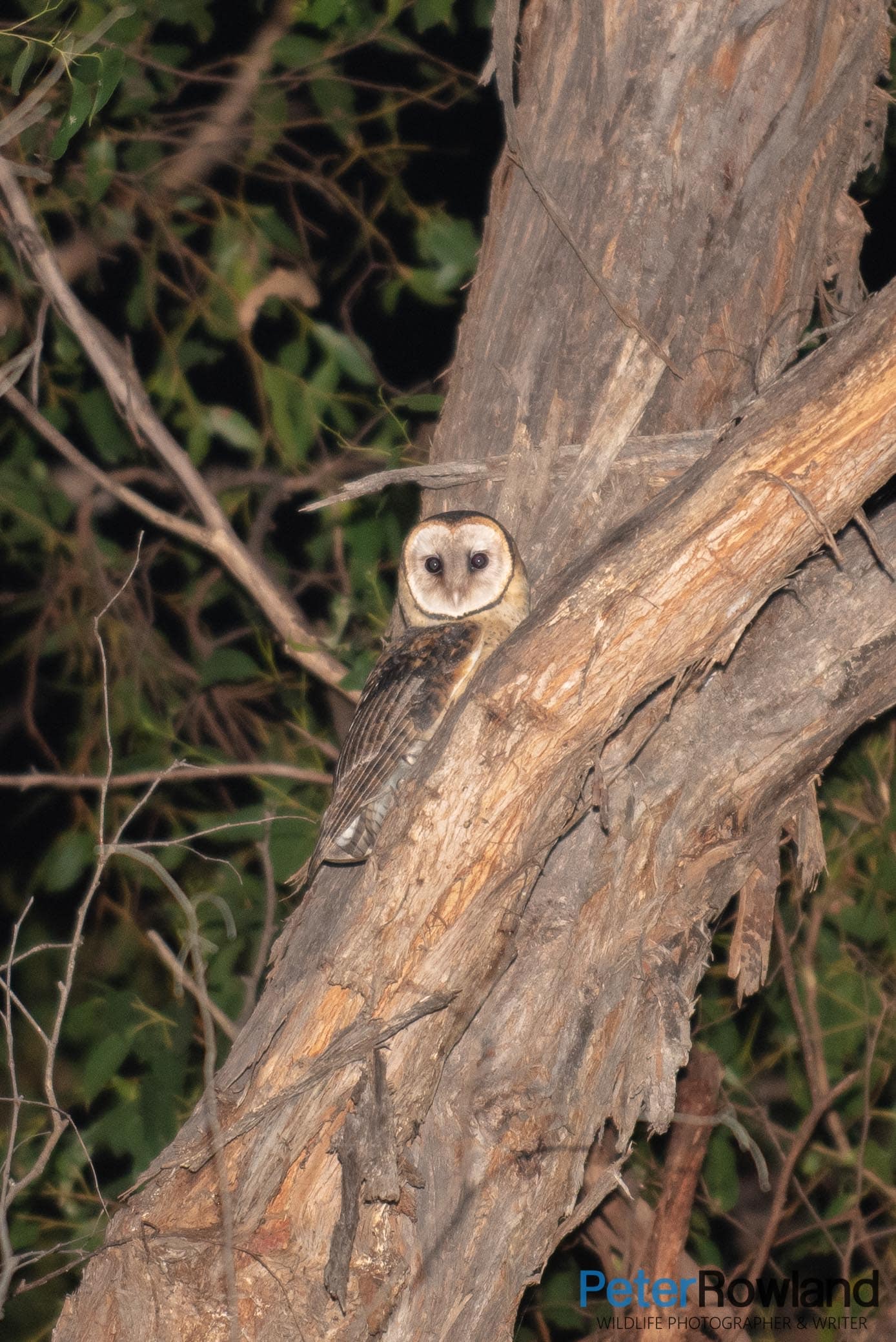 Masked Owl (Tyto Novaehollandiae) perched on a tree branch at night. Taken in southern Tasmania.