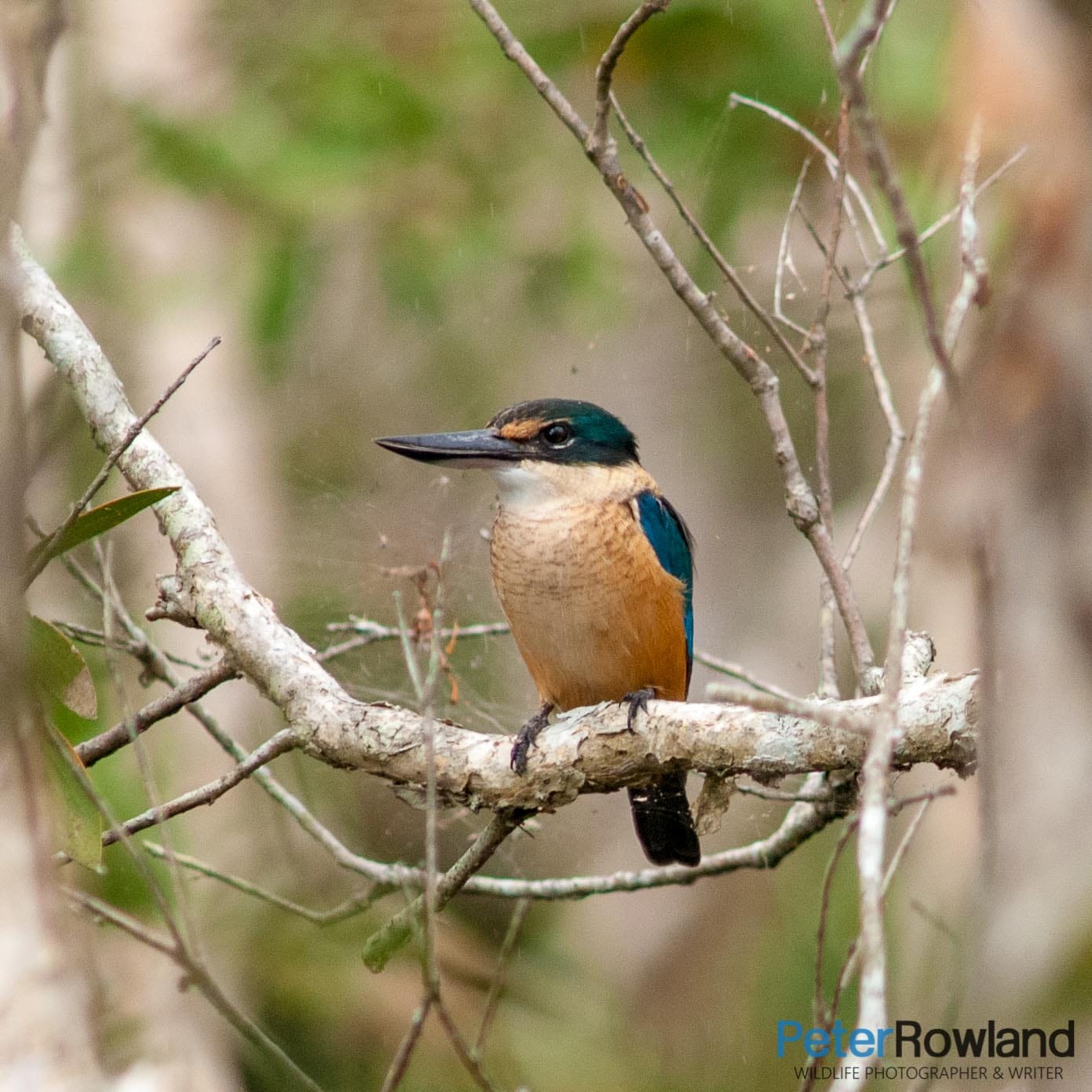 A Sacred Kingfisher in a paperbark swamp