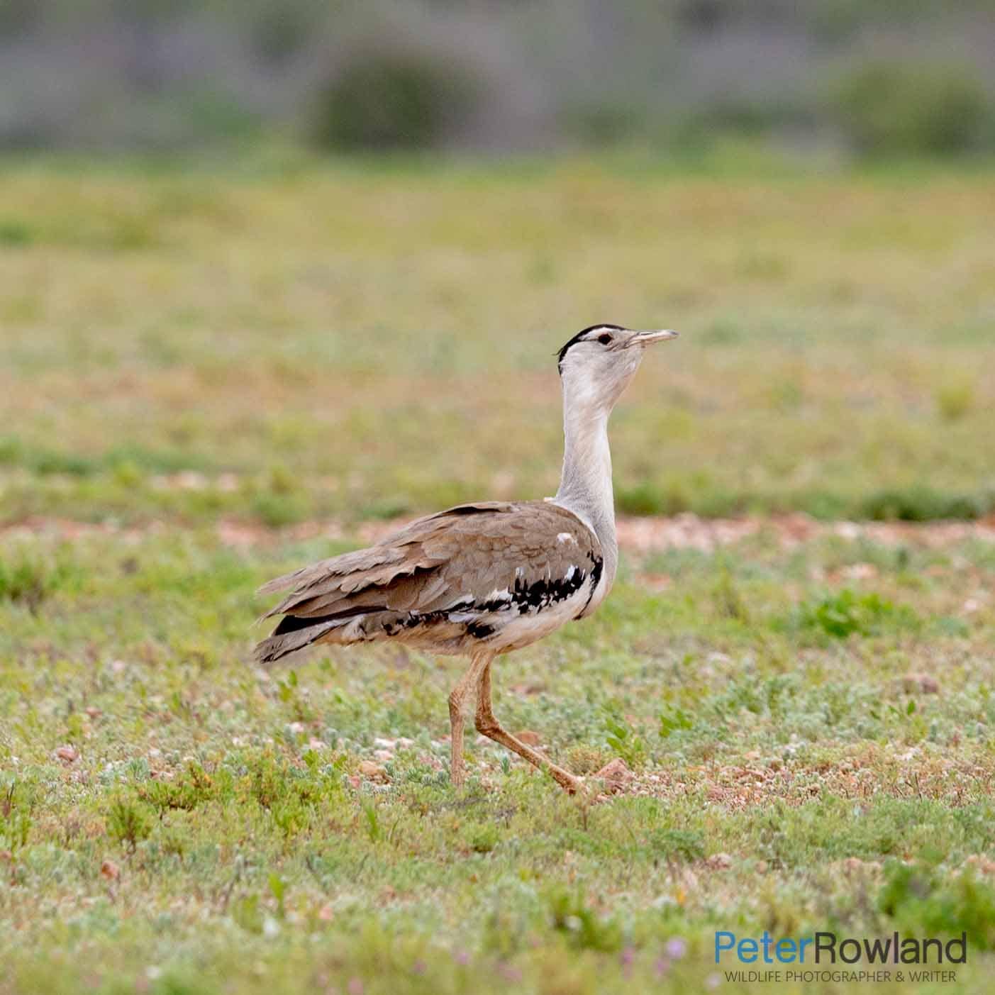 An Australian Bustard walking on rocky ground with low herb-like vegetation