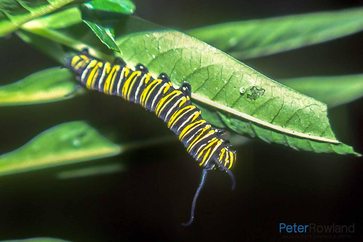 Monarch Butterfly (caterpillar) A Monarch Butterfly caterpillar feeding on a leaf