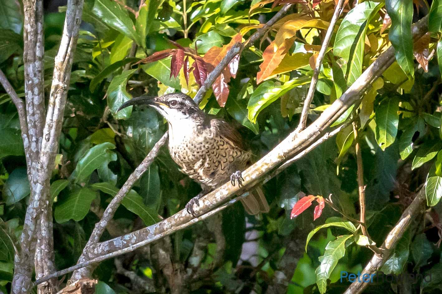 The Paradise Riflebird perched on a branch surrounded by leaves