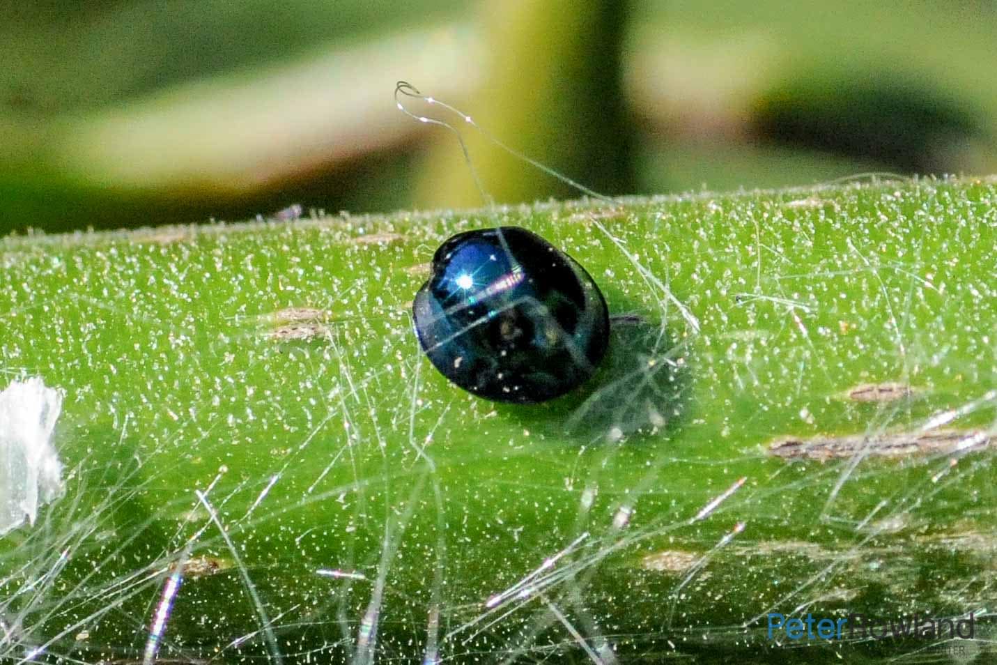 Steelblue Ladybird Macro close up of a Steelblue Ladybird feeding on a bougainvilia stem