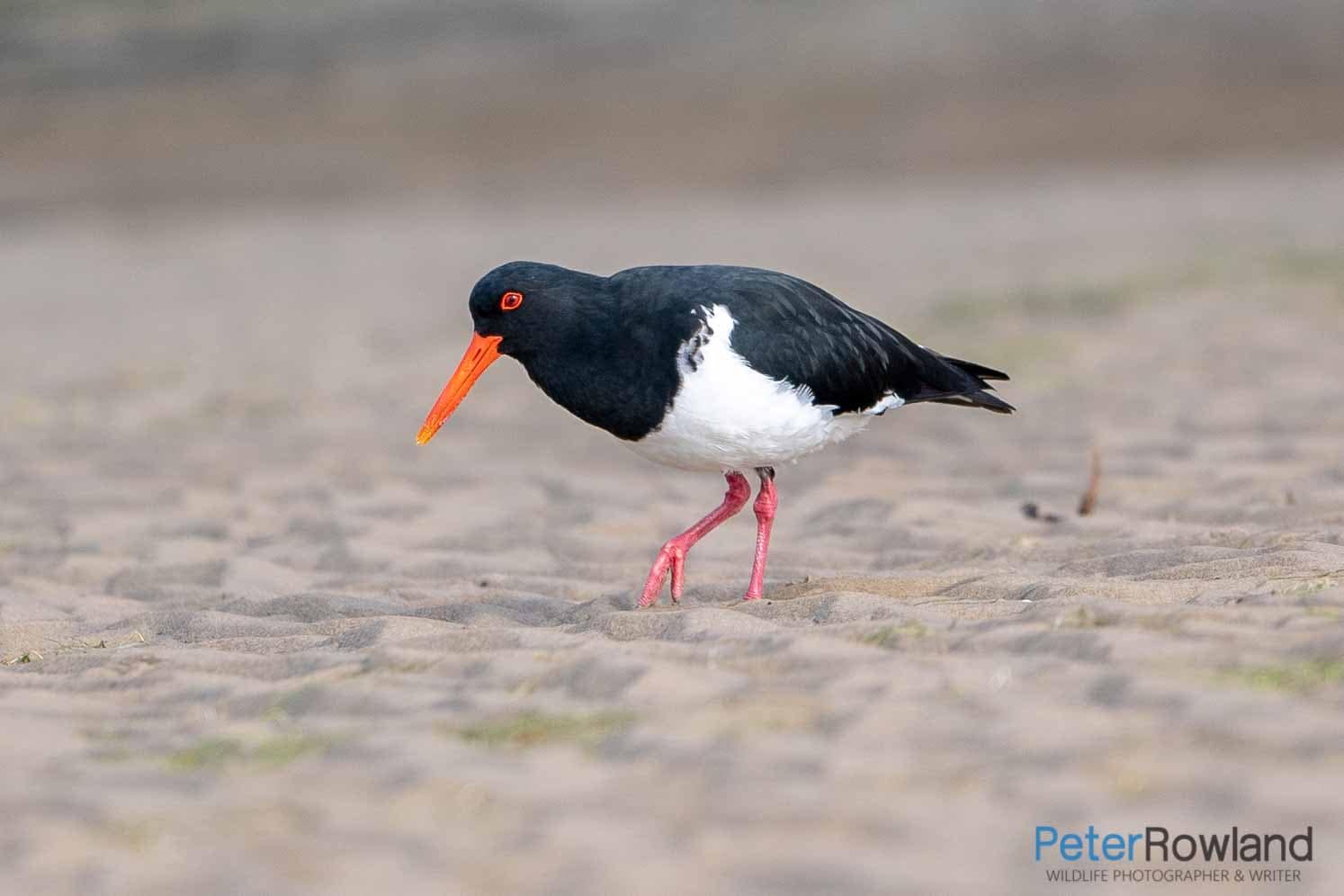Pied Oystercatcher feeding on a sandy beach. [Photographed by Peter Rowland]