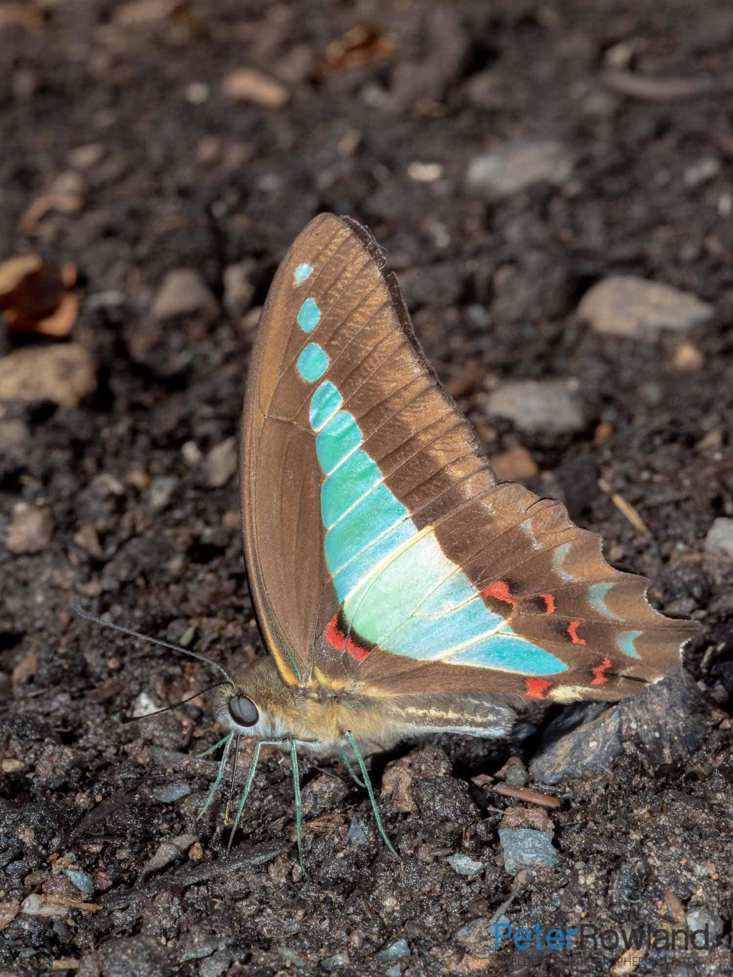 A Blue Triangle Butterfly resting on the ground