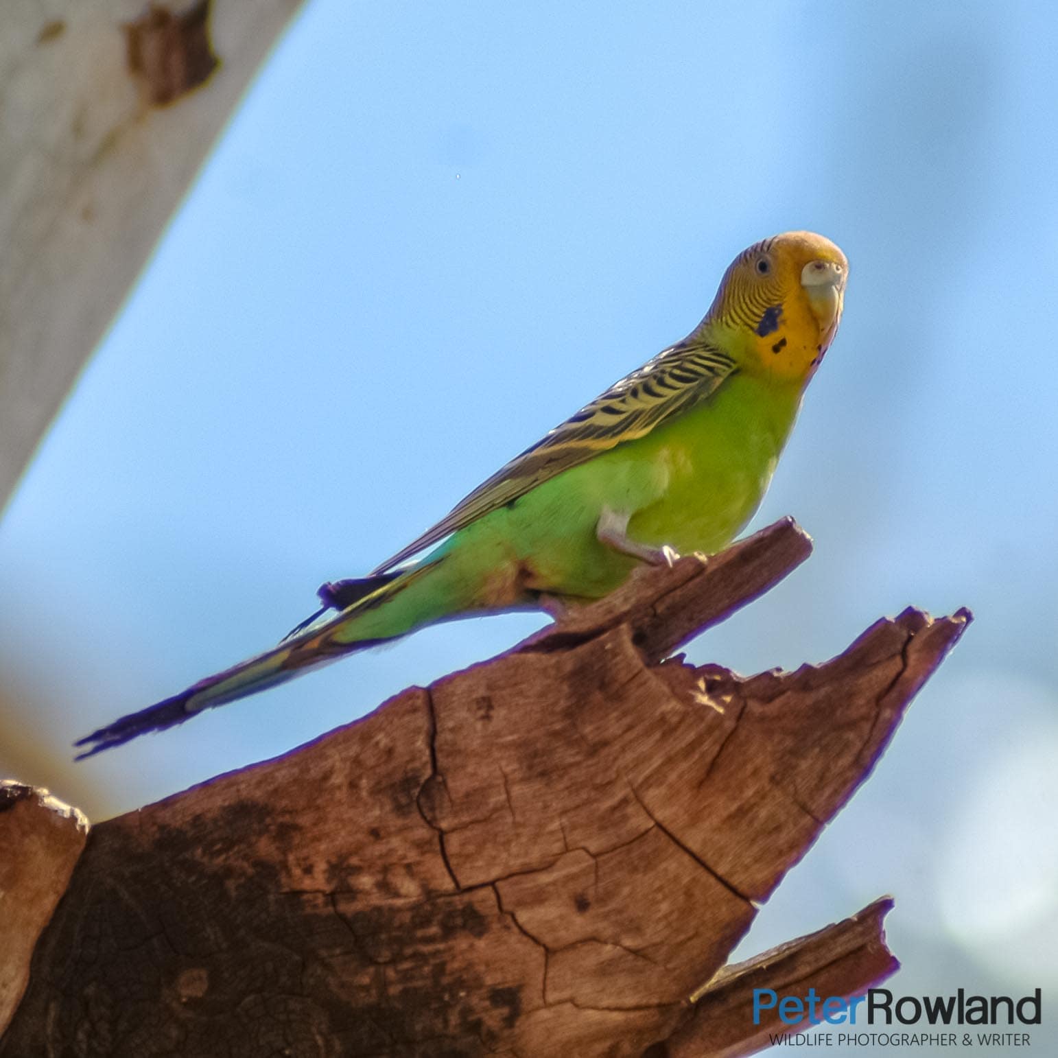 A Budgerigar perched on a tree hollow