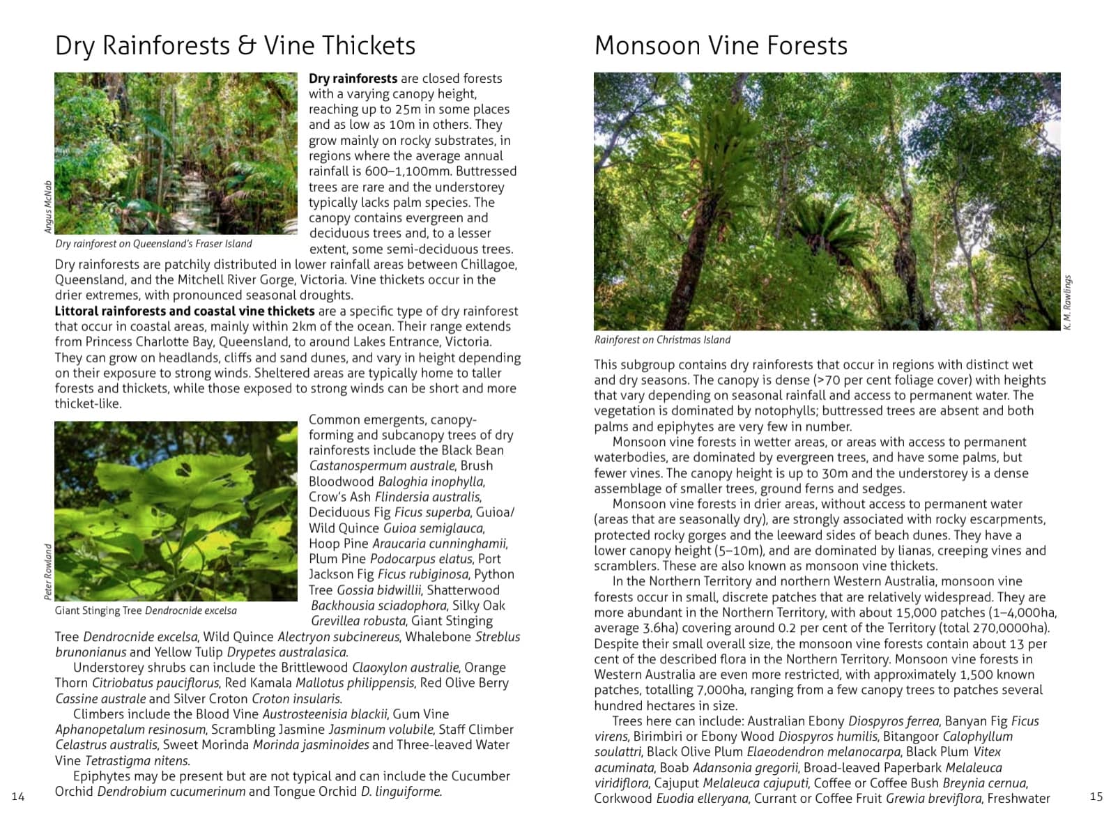 Wildlife of the Australian Rainforests - Image 7