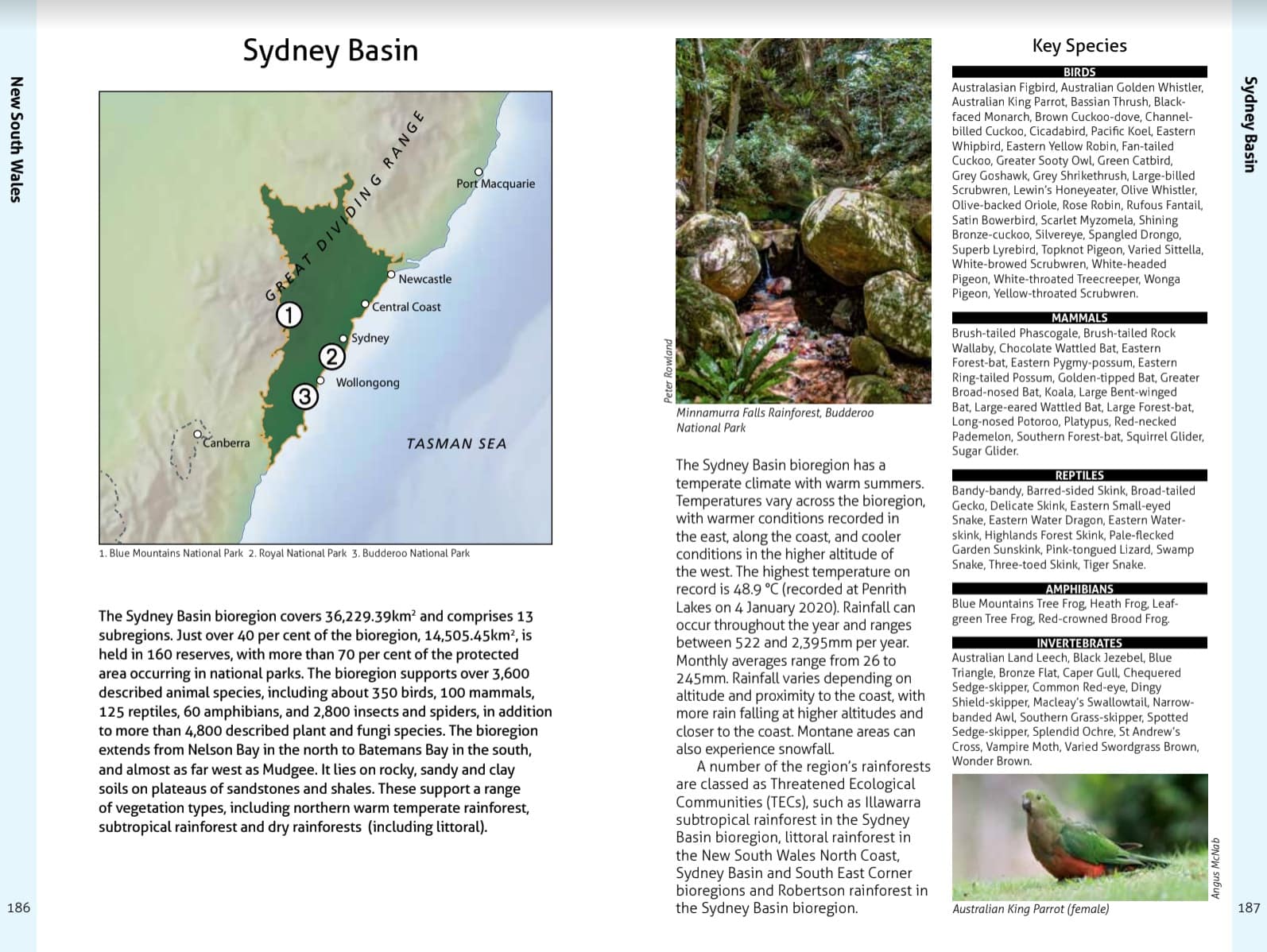 Wildlife of the Australian Rainforests - Image 13