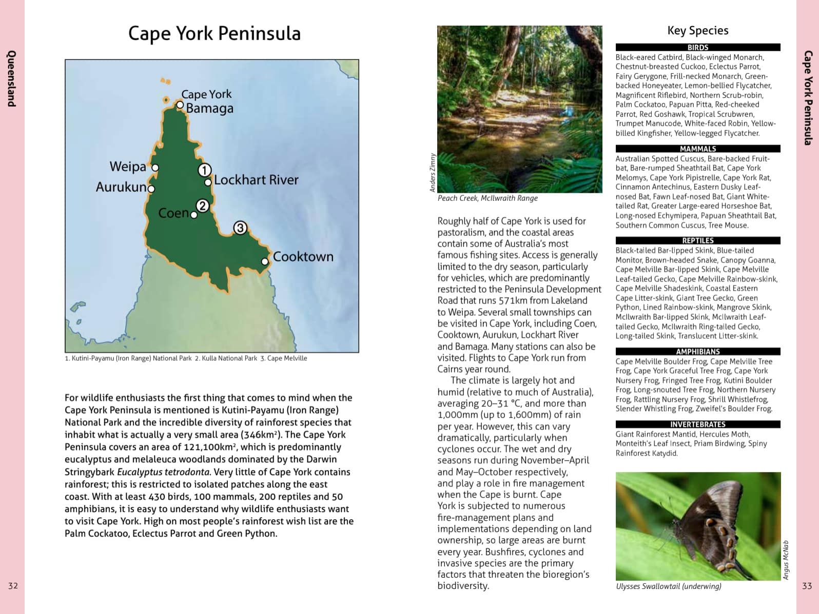 Wildlife of the Australian Rainforests - Image 9