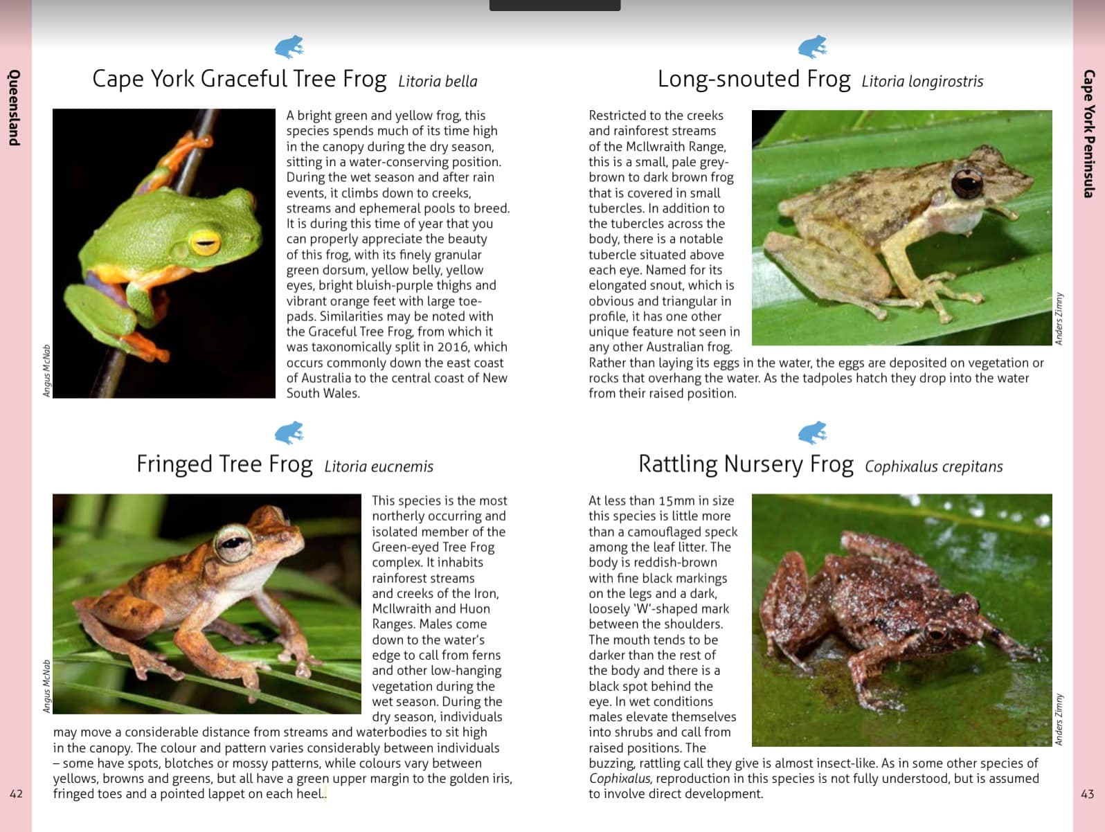Wildlife of the Australian Rainforests - Image 8