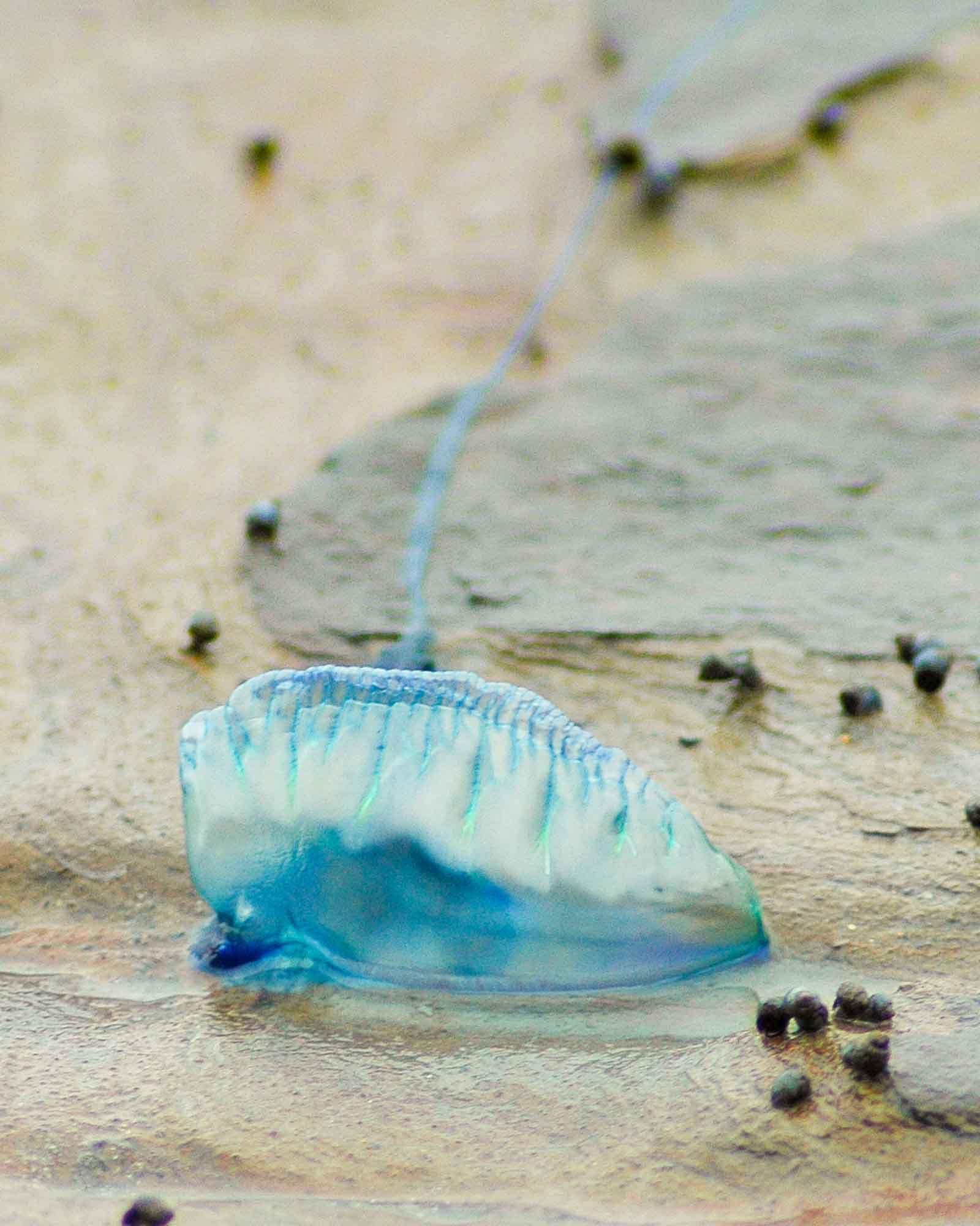 An Indo-Pacific Man O' War washed up on a rock platform