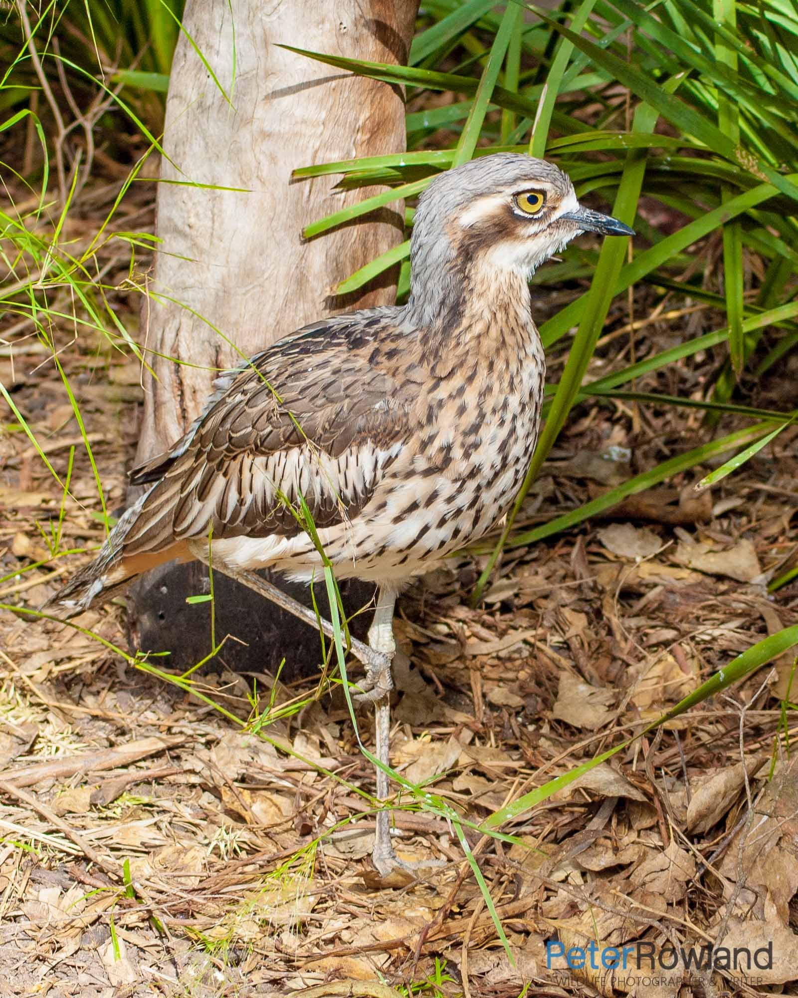 Bush Stone-Curlew standing on one leg on ground in front of a tree stump