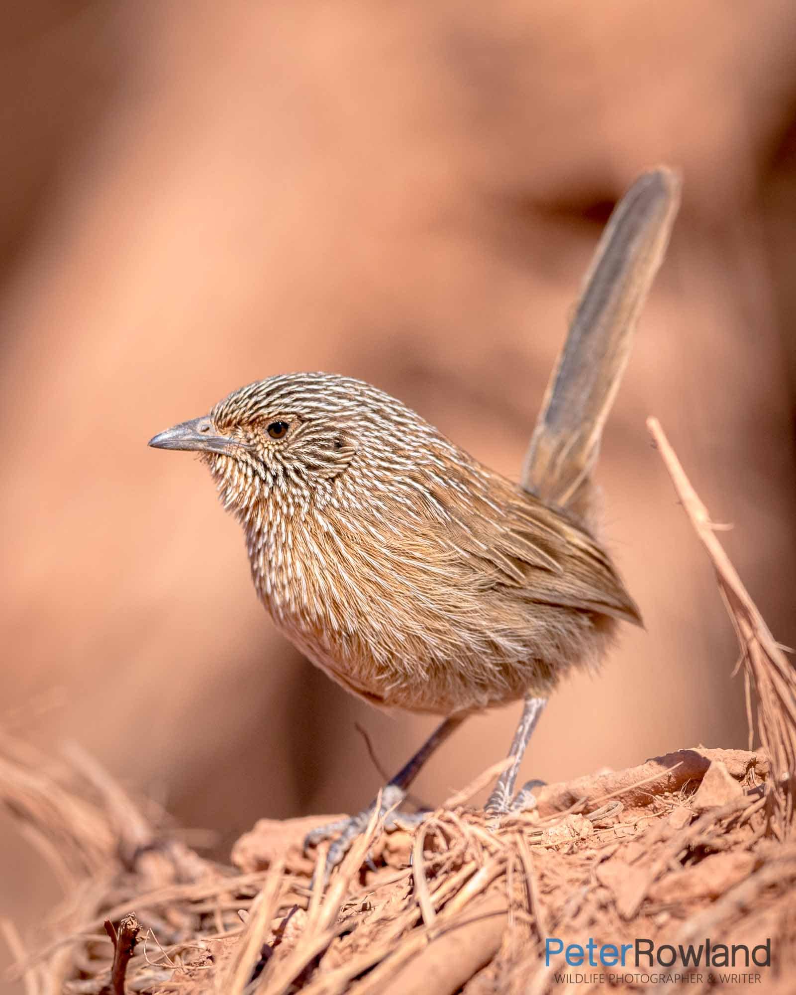 Dusky Grasswren standing on clump of dirt and dead leaves