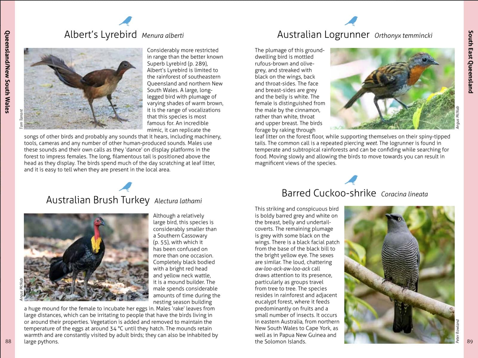 Wildlife of the Australian Rainforests - Image 10