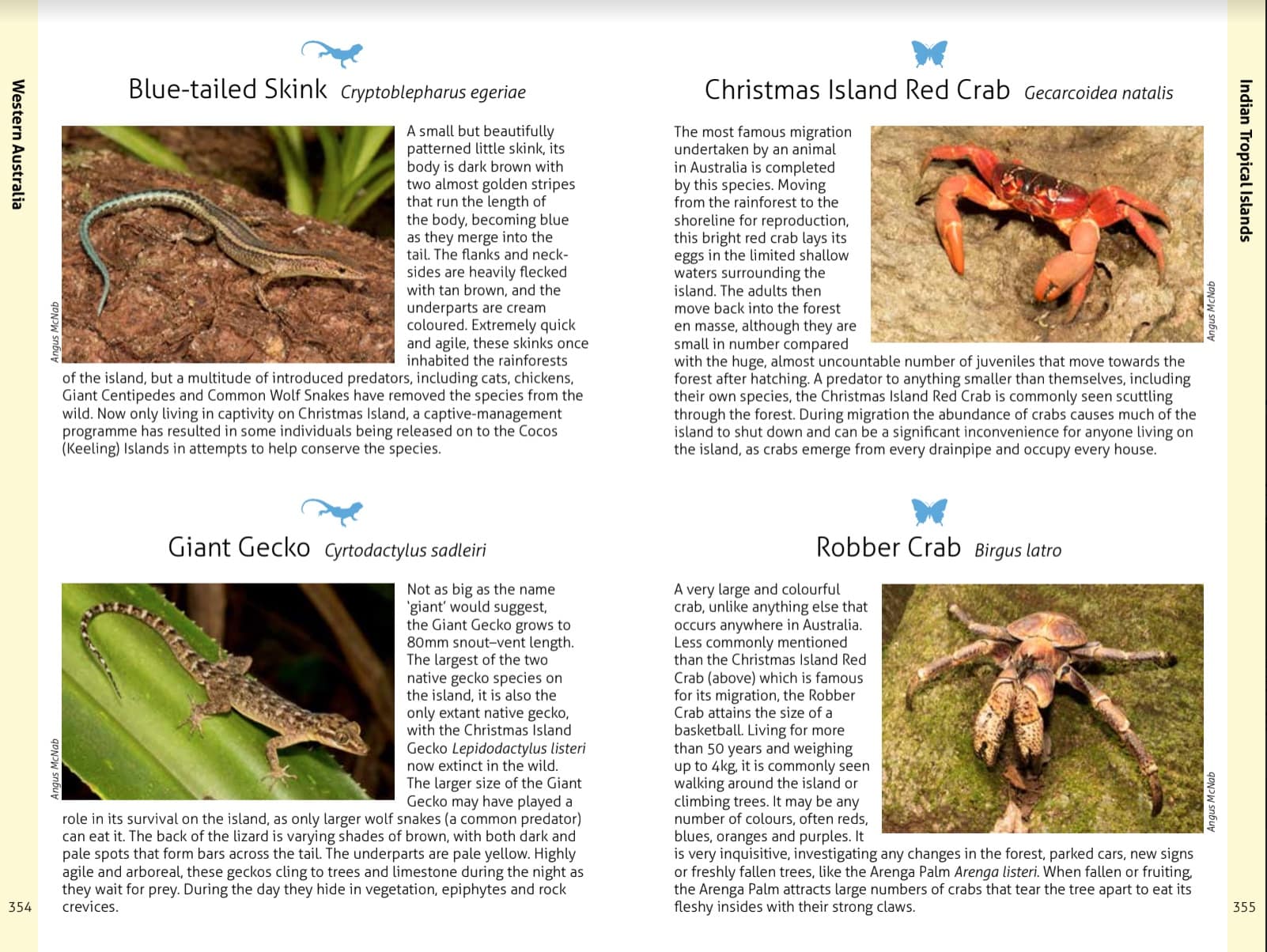 Wildlife of the Australian Rainforests - Image 11