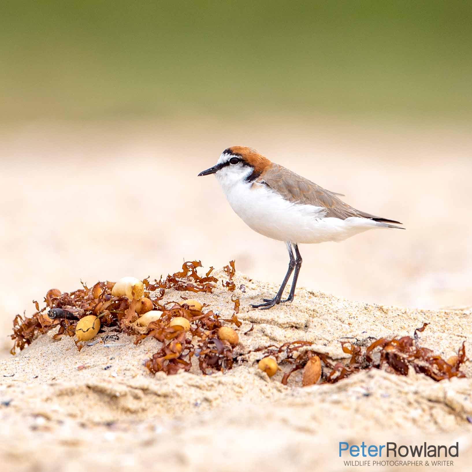 Red-capped Plover (Charadrius ruficapillus) standing on sandy seaweed mound on beach. [Photographed by Peter Rowland]