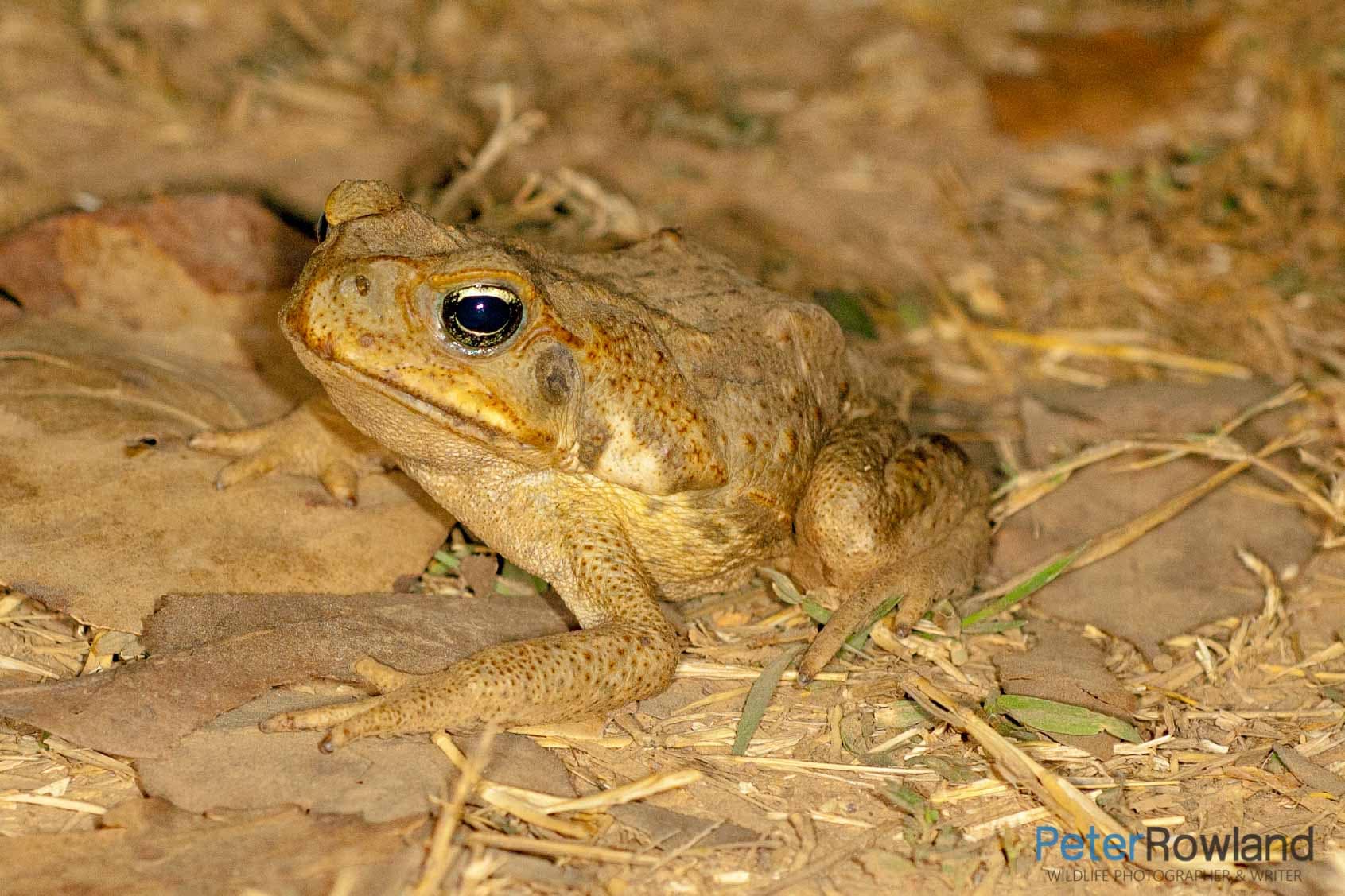 A Cane Toad sitting on leafy dirt ground