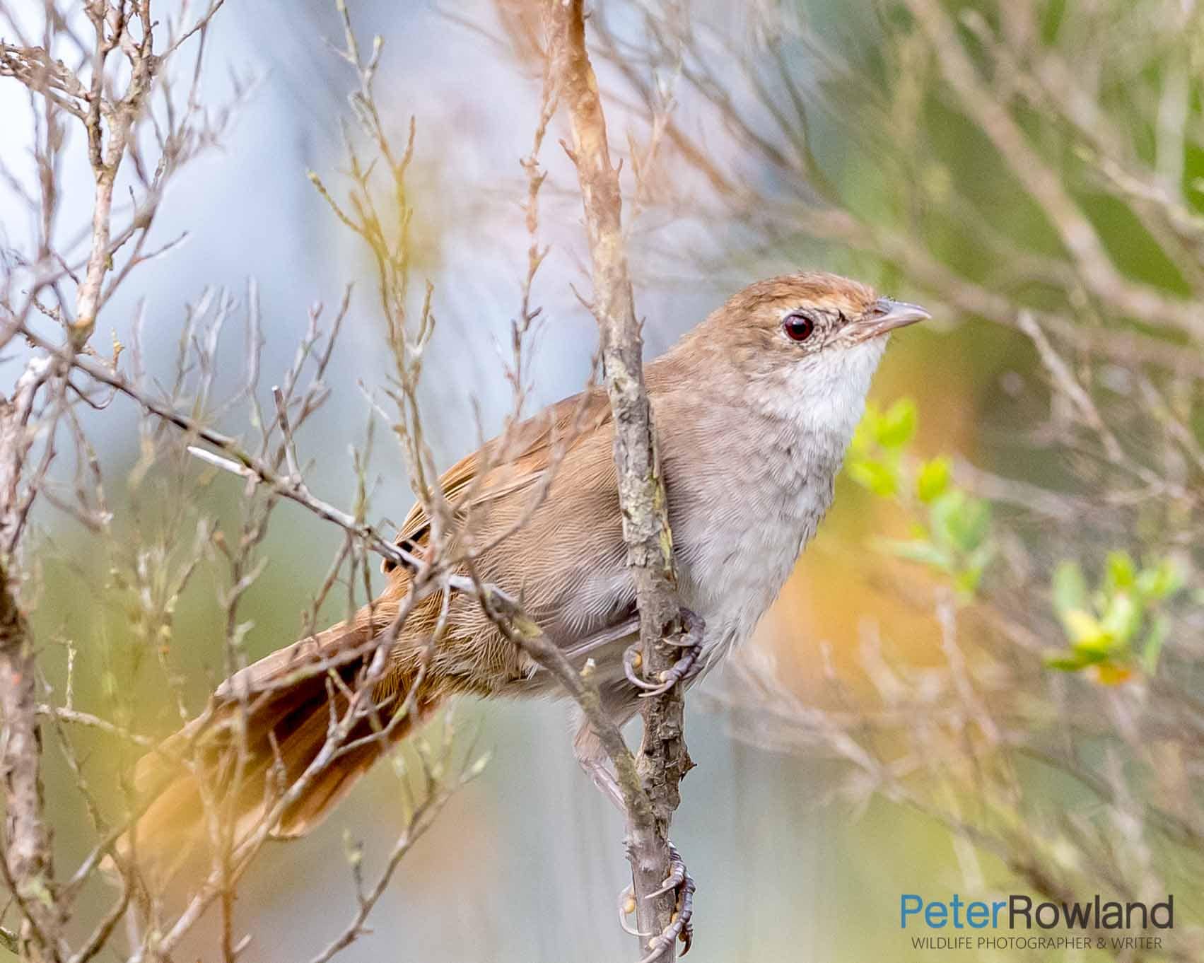 Eastern Bristlebird perched on vertical stem on low shrub