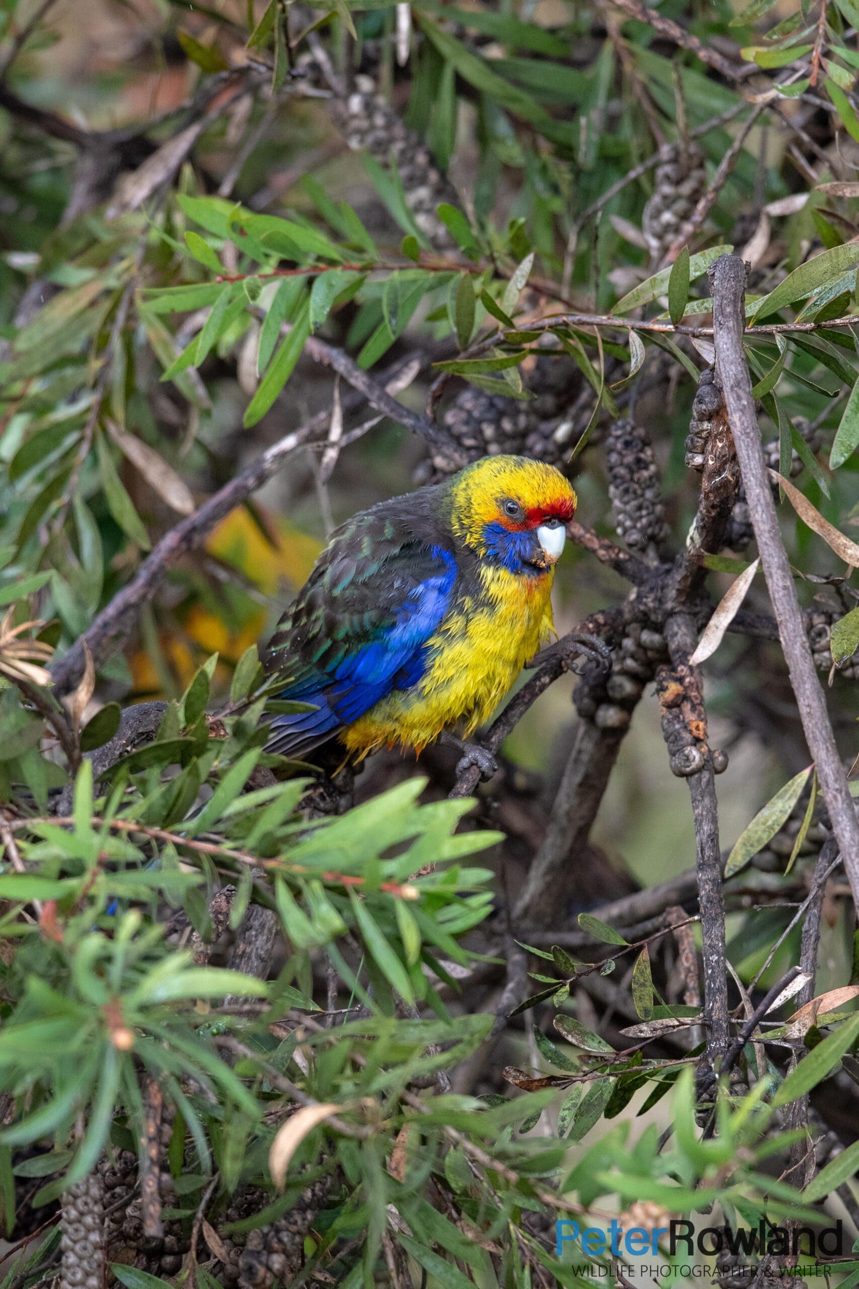 A Green Rosella sheltering from the rain in a bush