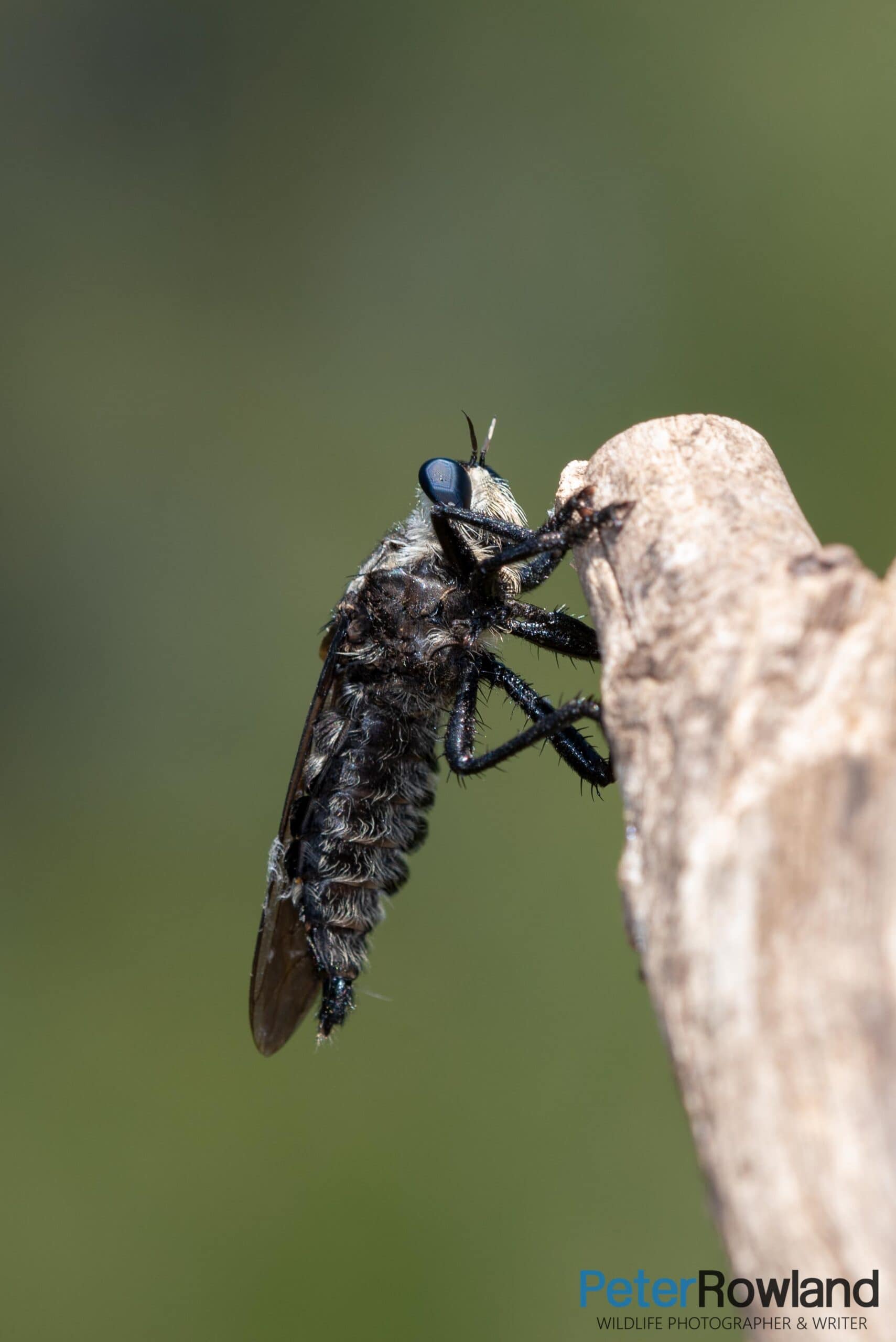 A Giant Yellow Robber Fly perched on the top of a dead stick