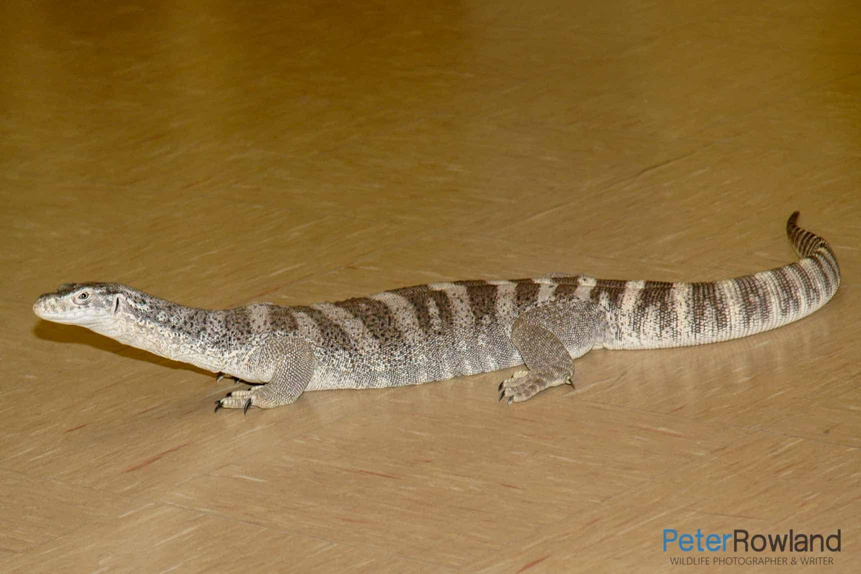 Spencer's Monitor A Spencer's Monitor indoors on the floor