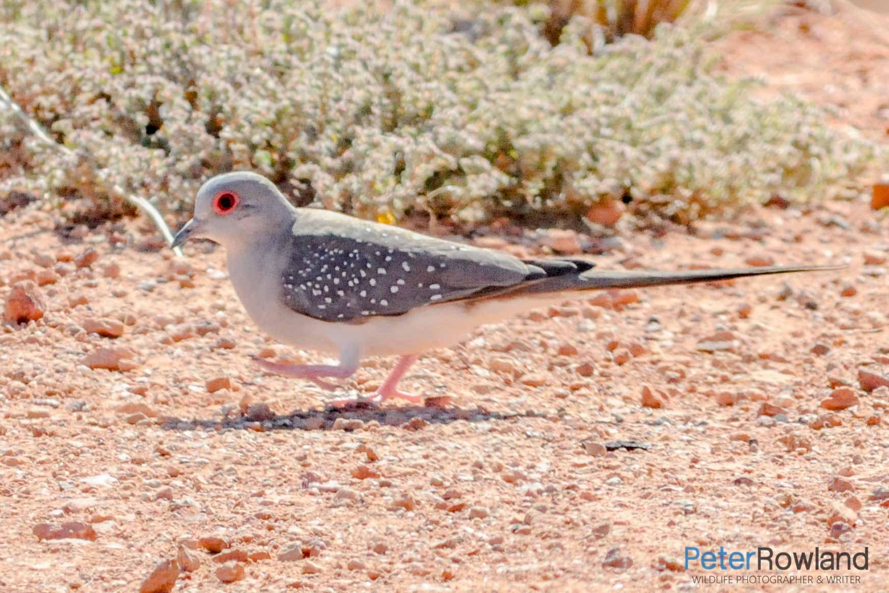 A male Diamond Dove walking over stony ground