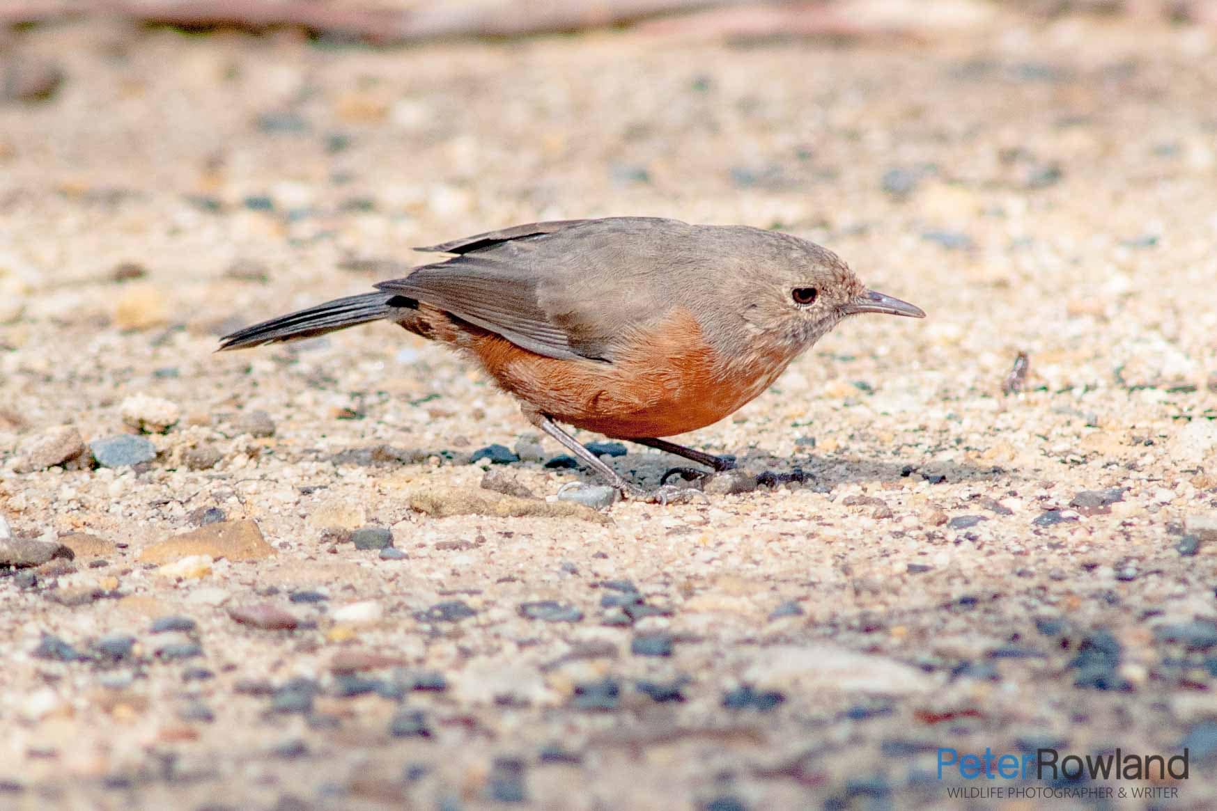 A Rockwarbler (Origma solitaria) crouching on a beach