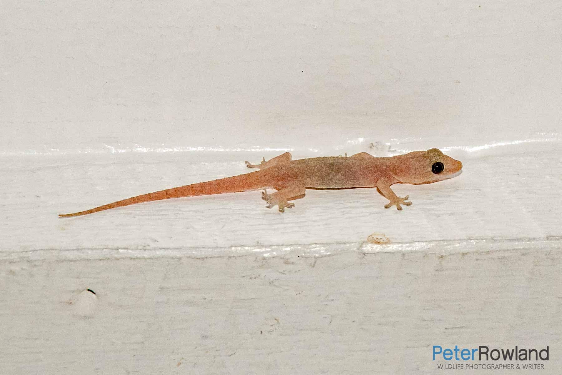 Asian House Gecko An Asian House Gecko (Hemidactylus frenatus) clinging to the side of a rafter