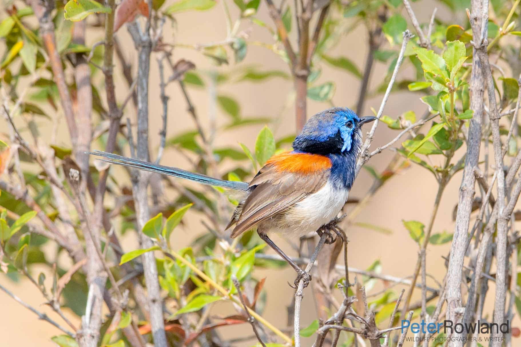 A male Blue-breasted Fairy-wren male perched on a thin branch