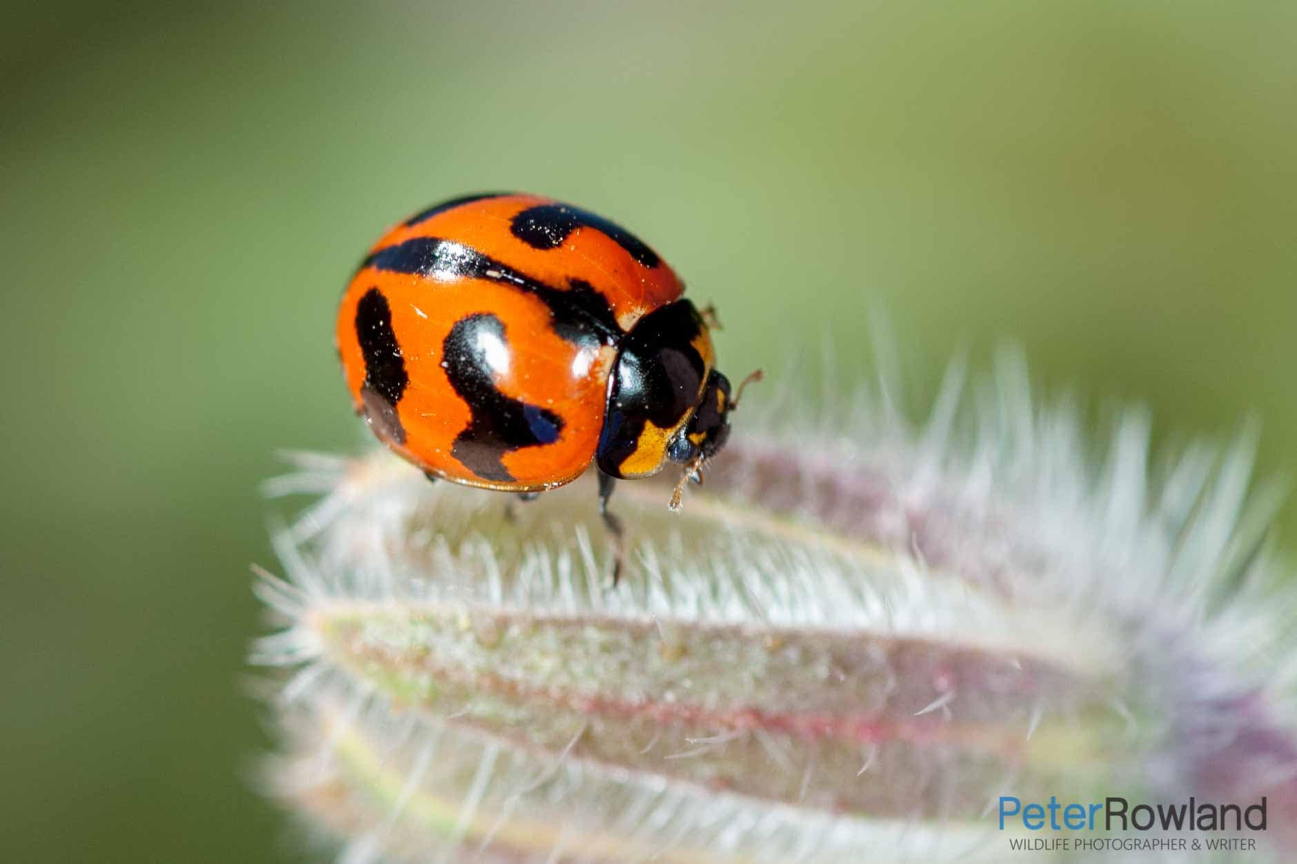 Transverse Ladybird A Transverse Ladybird crawling over a hairy, unopened flower