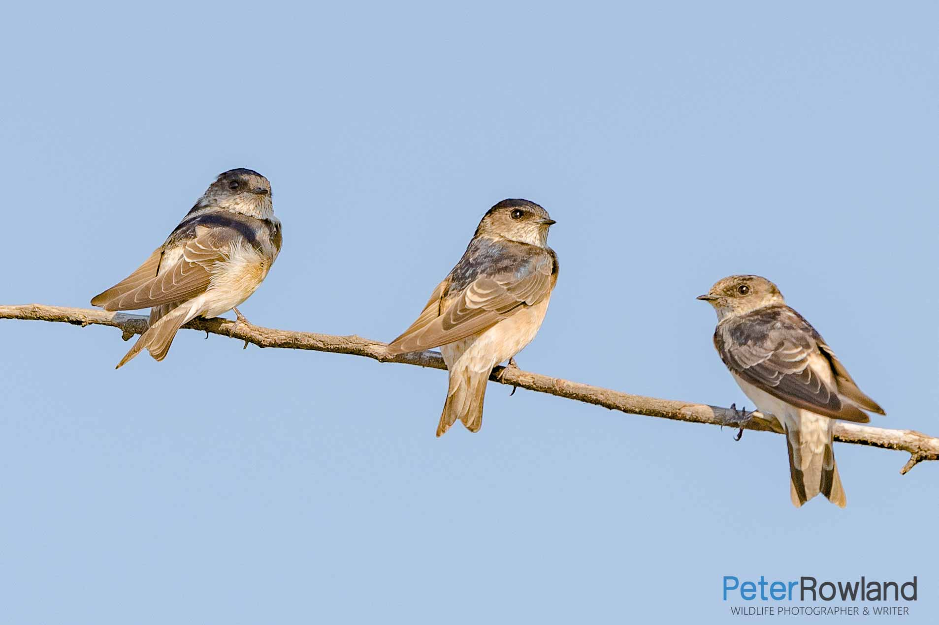 Tree Martin A group of three Tree Martins perched on a horizontal branch