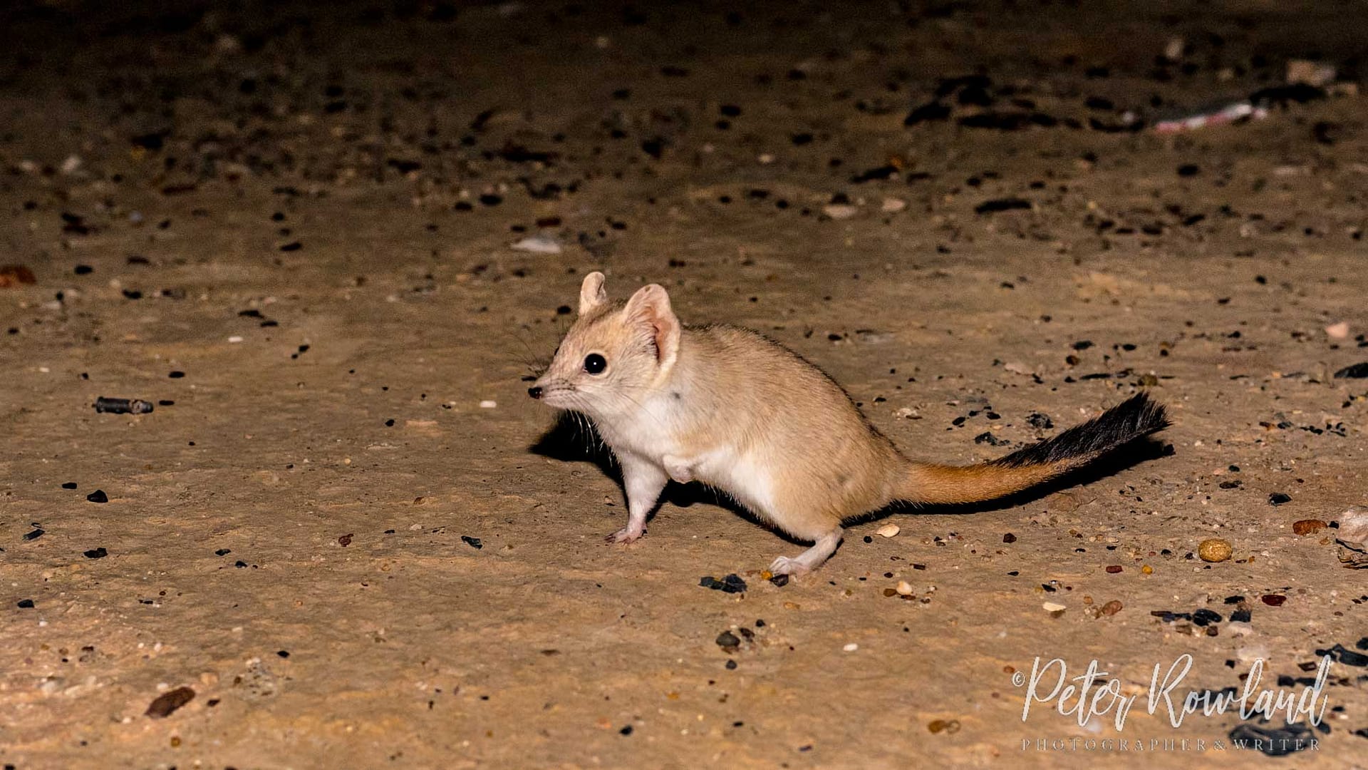 The endemic and near-threatened Crest-tailed Mulgara was seen on my Desert shrubland and grassland tour