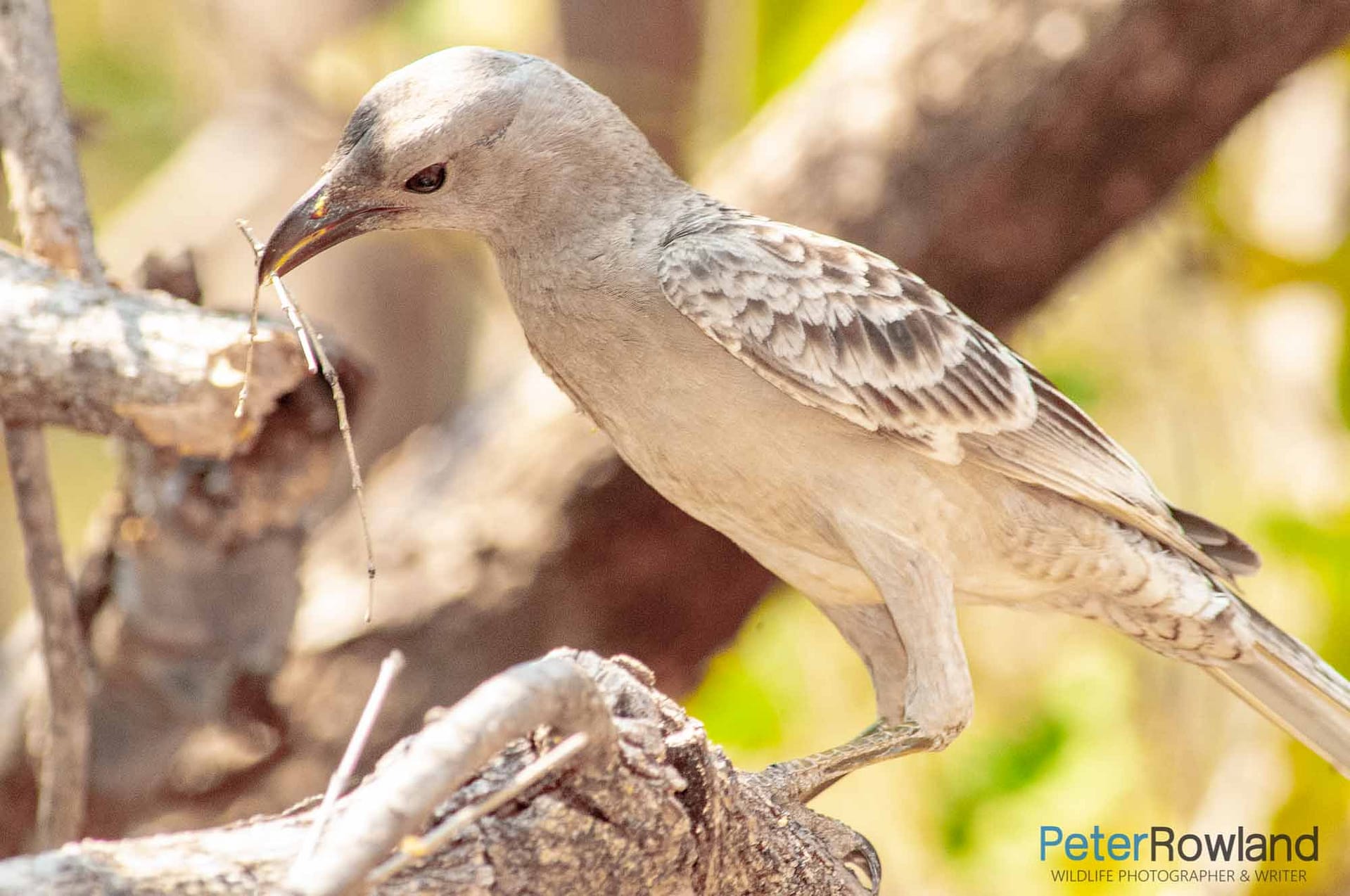 Great Bowerbird collecting sticks for its bower