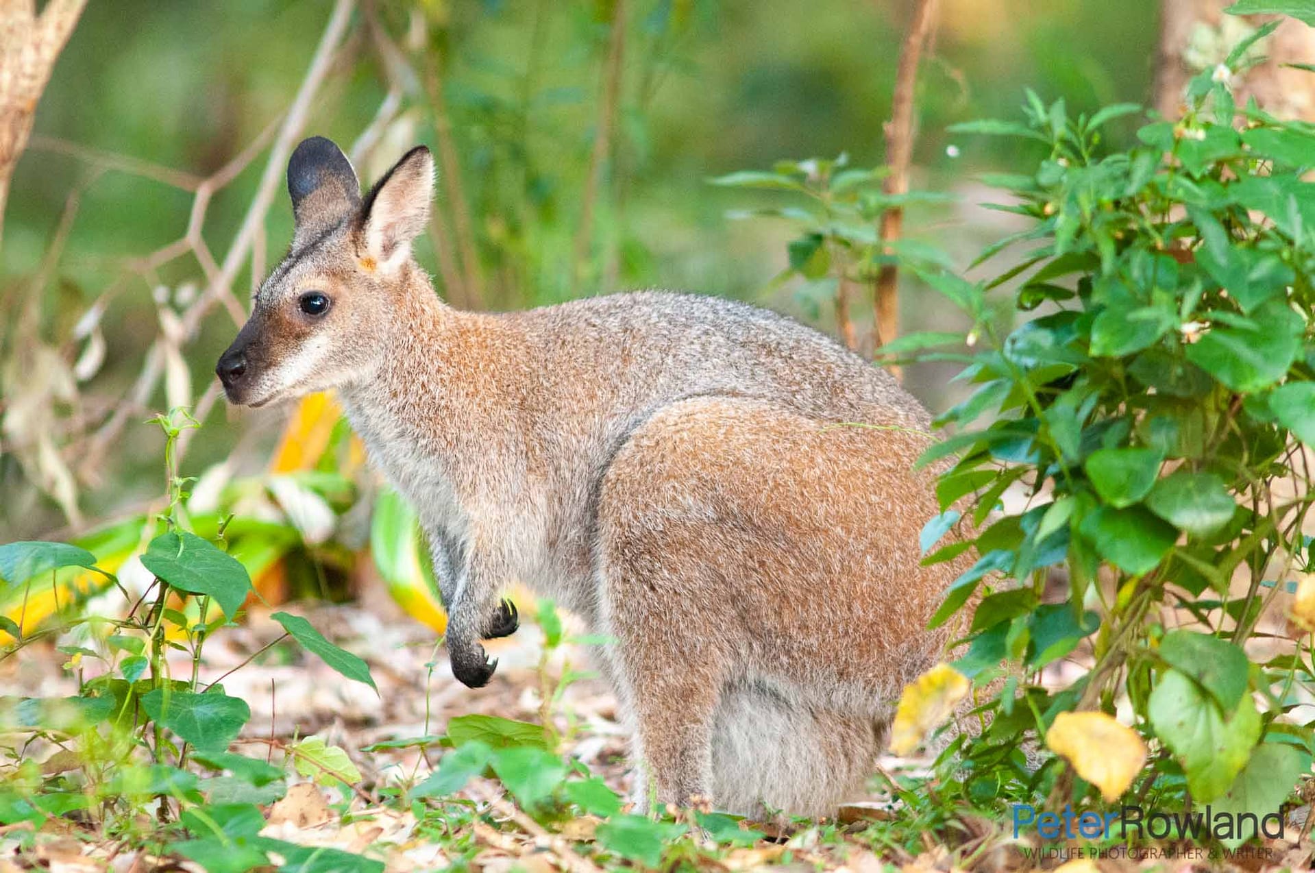 A Red-necked Wallaby in a forest