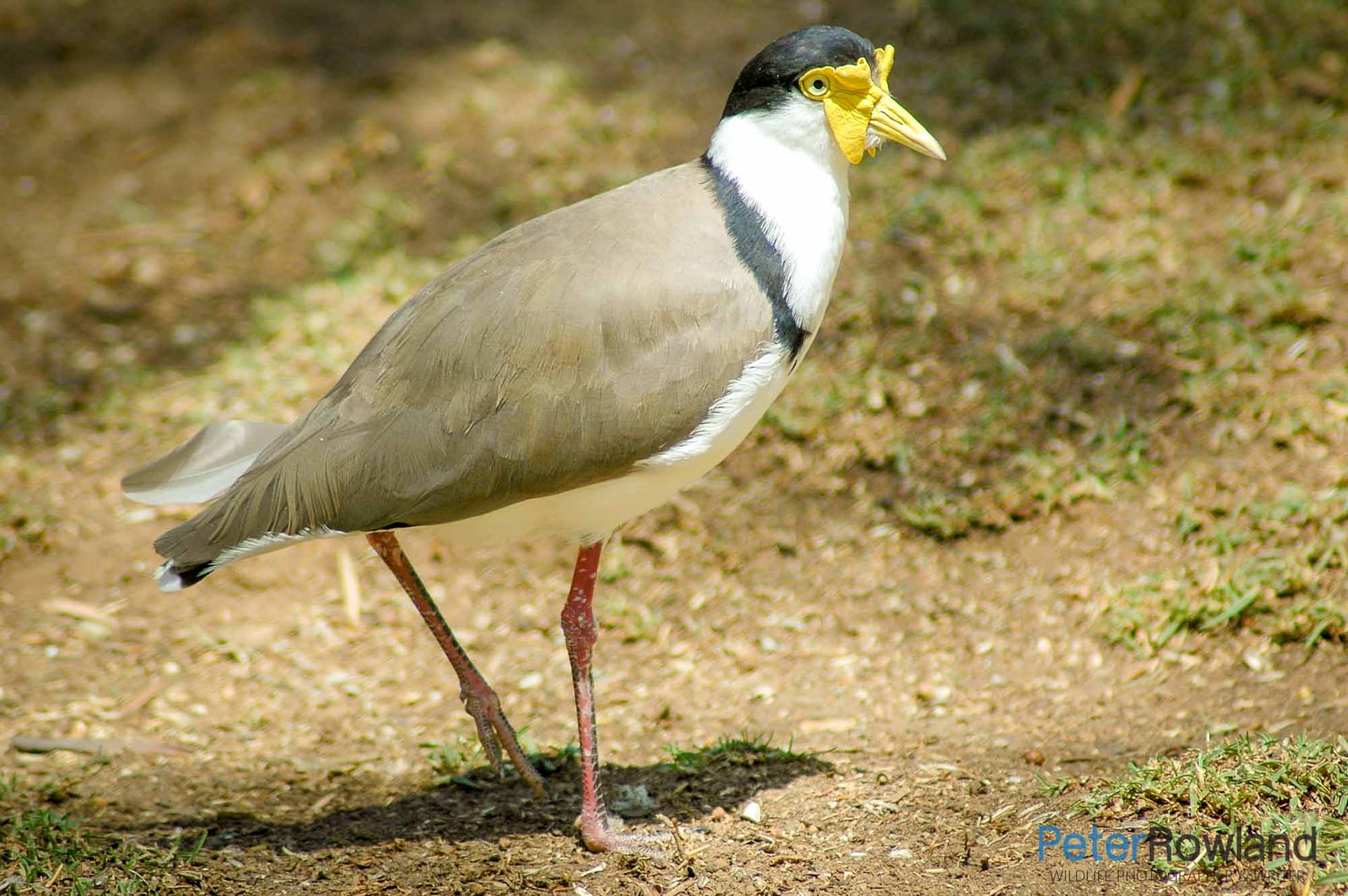 A Masked Lapwing (Vanellus miles) walking by a small dirt divot. [Photographed by Peter Rowland]